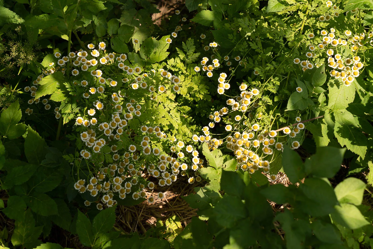 Gelbe Blumen mit weißen Zentren zwischen grünen Blättern im Garten