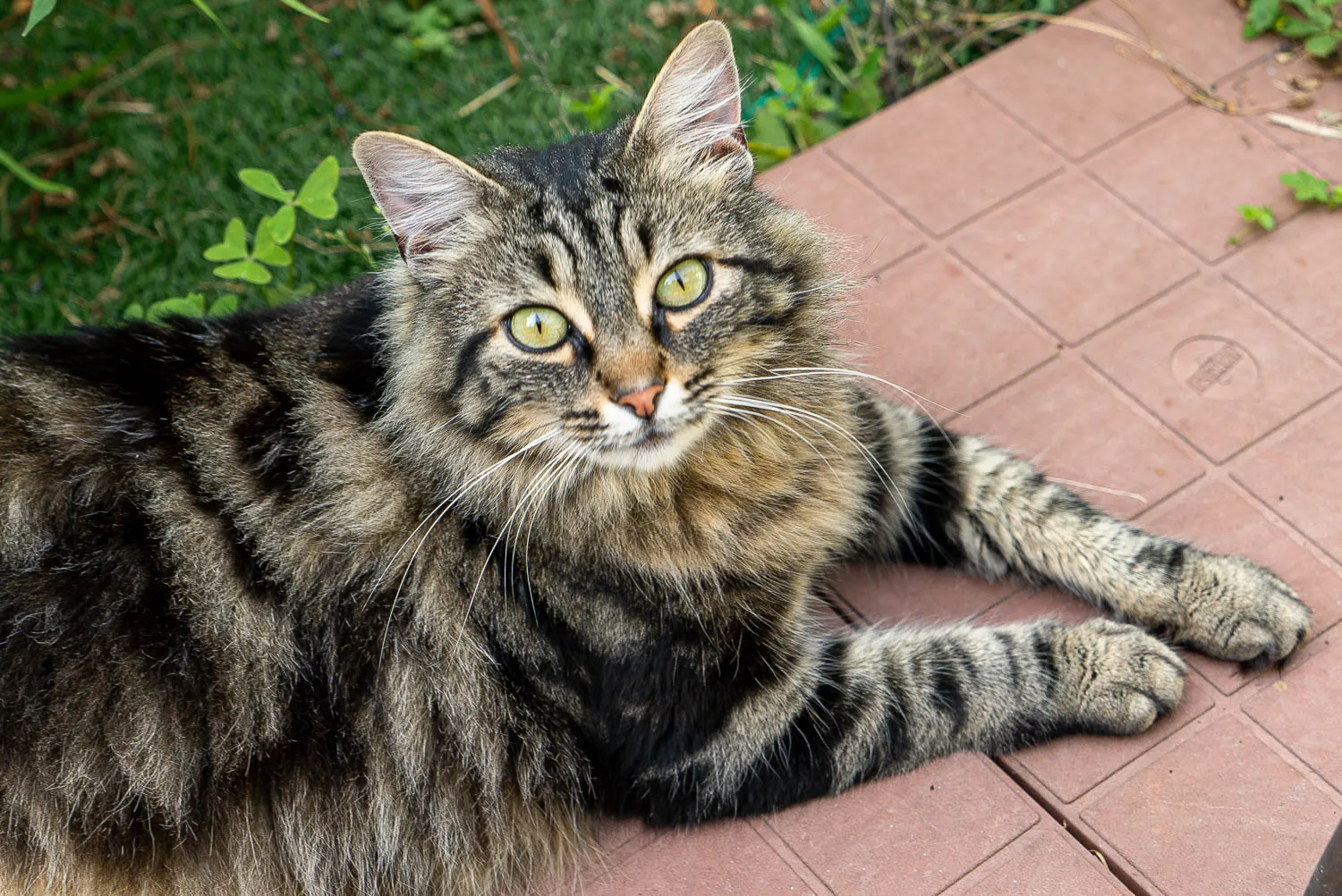 gestreifte katze liegt auf terrakotta-pflaster mit grünem hintergrund