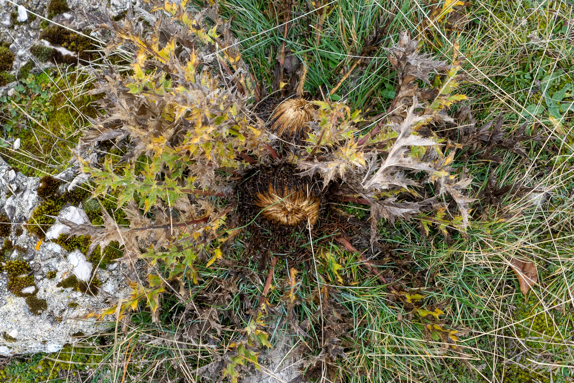 getreidefeld mit trockenen blütenköpfen und grünem gras