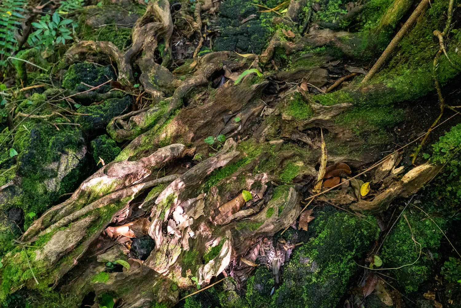 Gewundene Wurzeln und Moos bedecken den Waldboden.