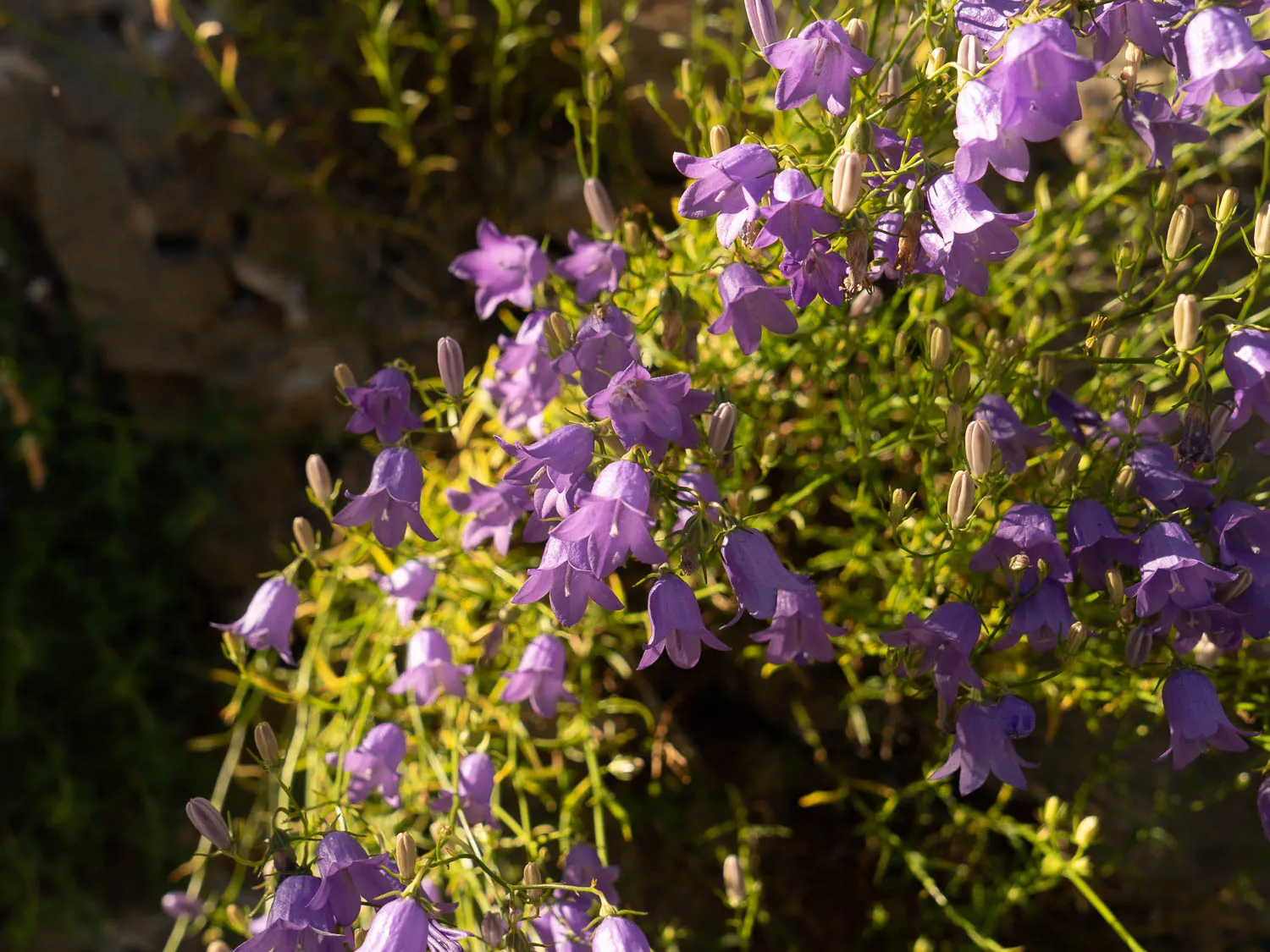 Lila Glockenblumen im Sonnenlicht mit grüner Vegetation im Hintergrund.