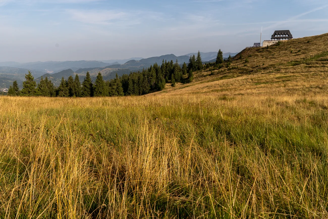 Gelbes Grasfeld mit Wald und Berg im Hintergrund