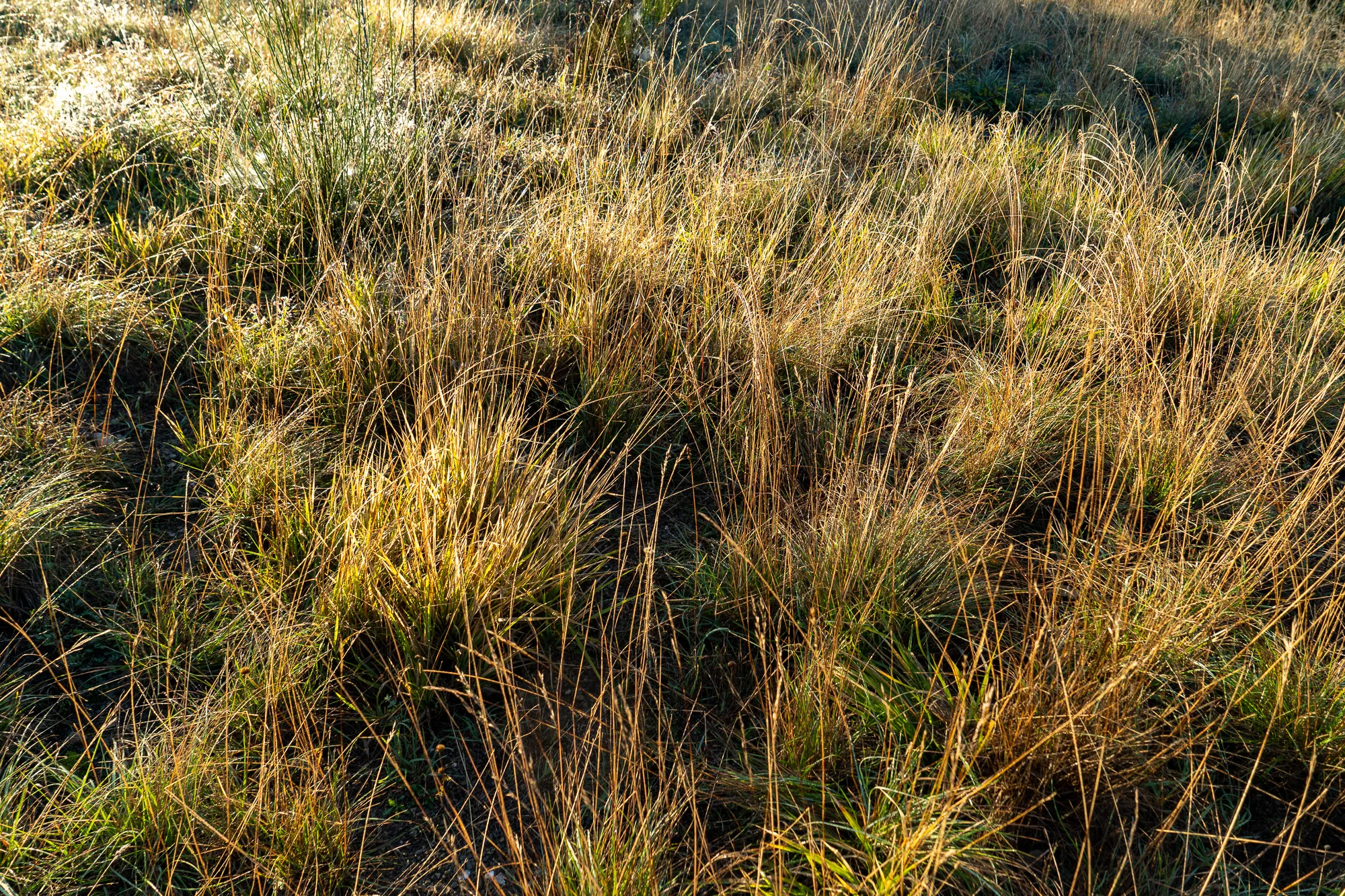 Gelbes Grasfeld im warmen Sonnenlicht mit Schatten und Lichtreflexen