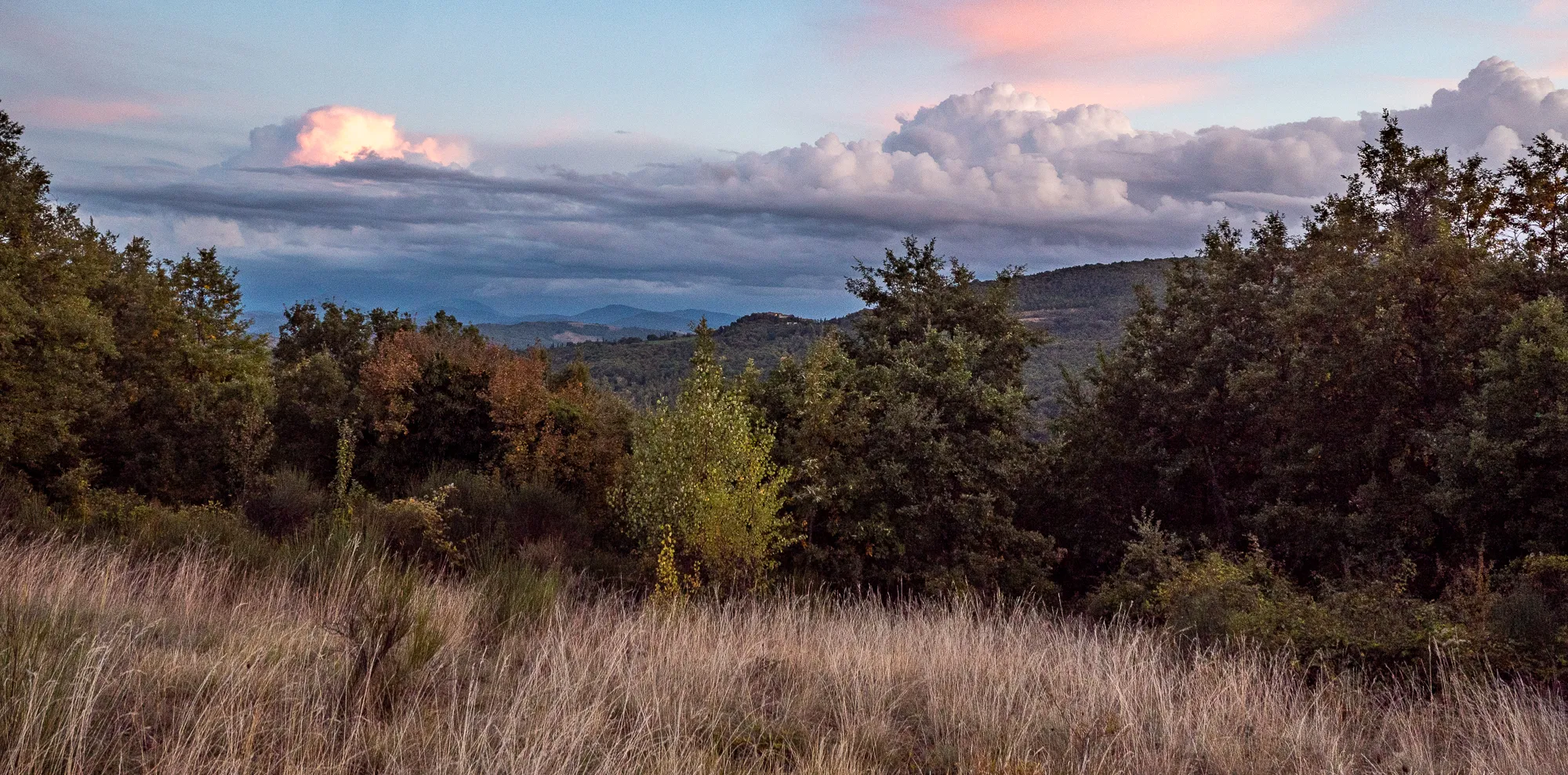 Weitwinkelansicht von Grasland, Bäumen und Bergen bei Sonnenuntergang.