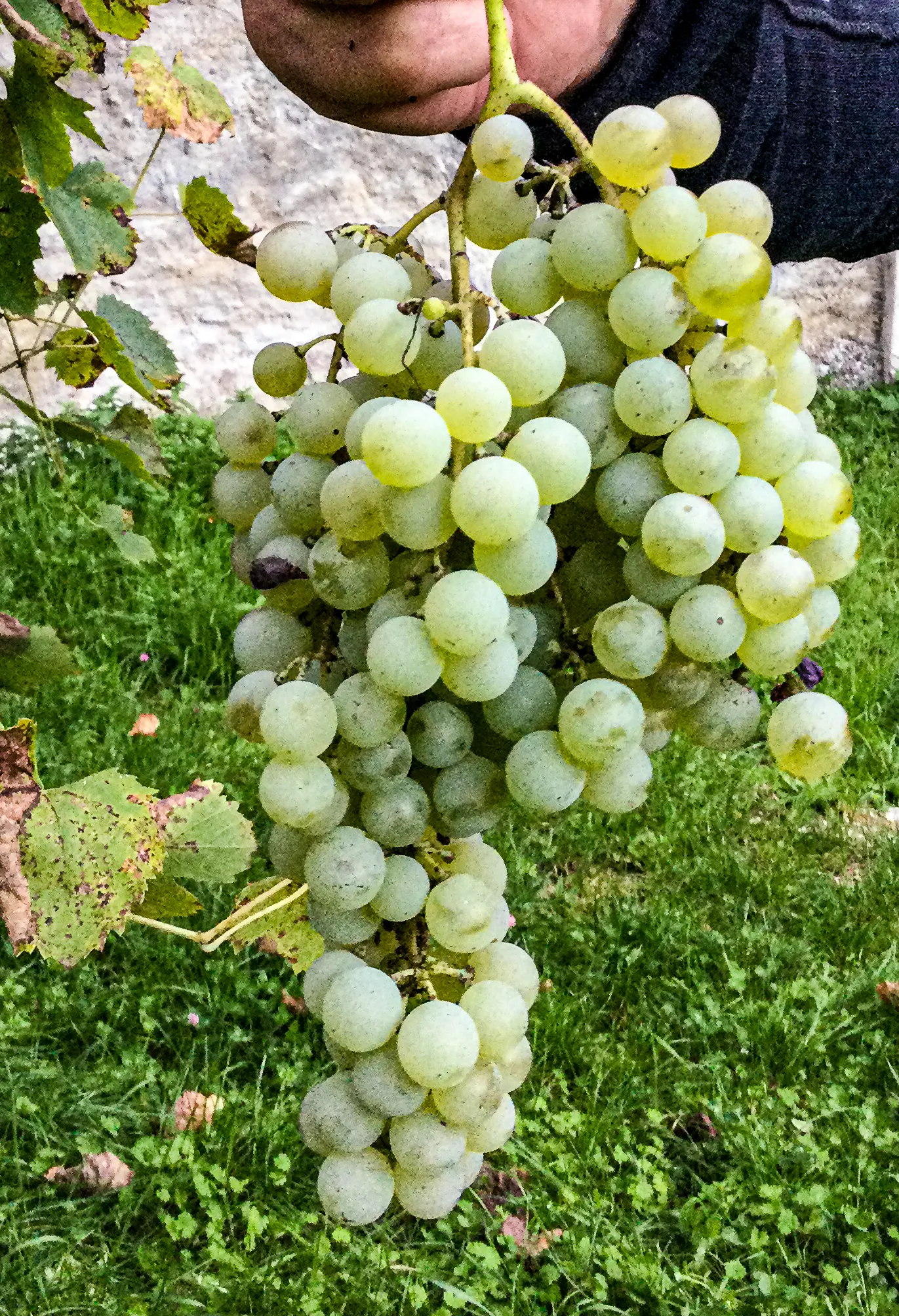 Hand hält Traube grüner Weinrebe vor Steinmauer und Gras