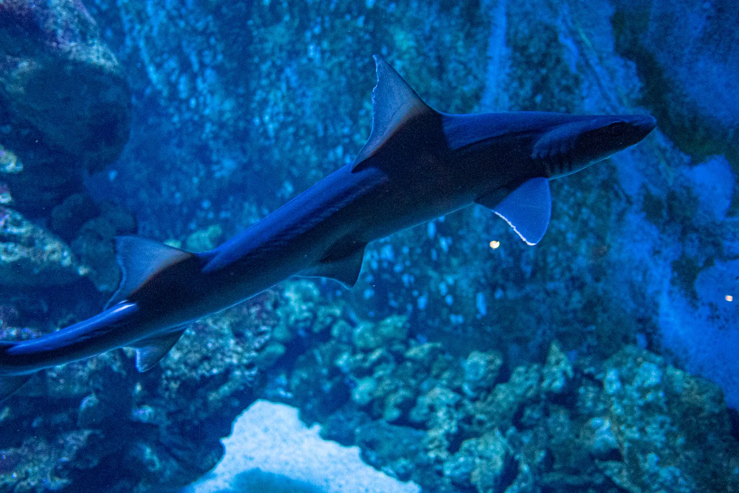 Haifisch schwimmt in blauem Aquariumwasser zwischen Felsen