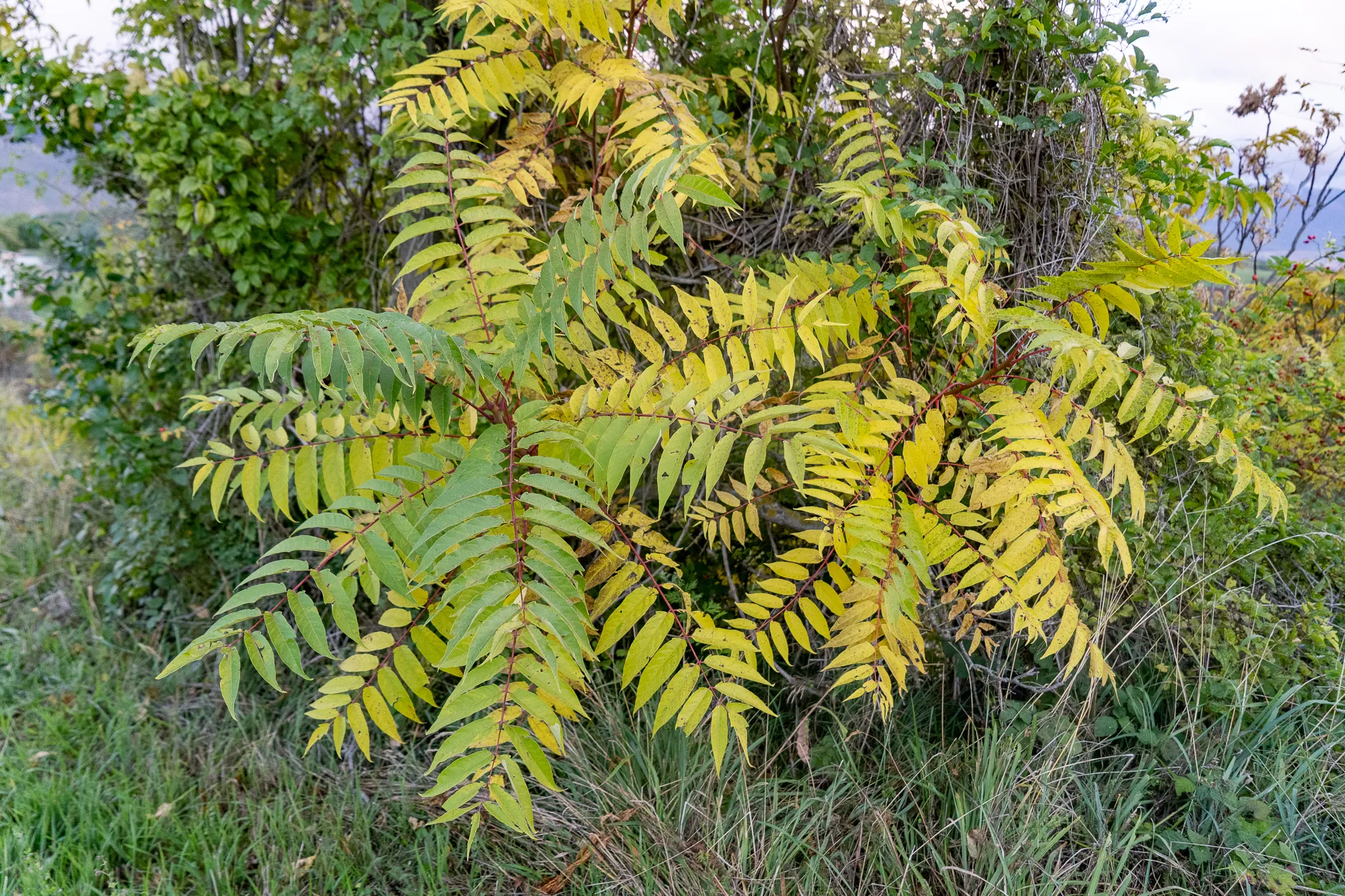 Herbstlaub in Gras und Büschen, gelbgrün gefärbt, im Hintergrund Hügel