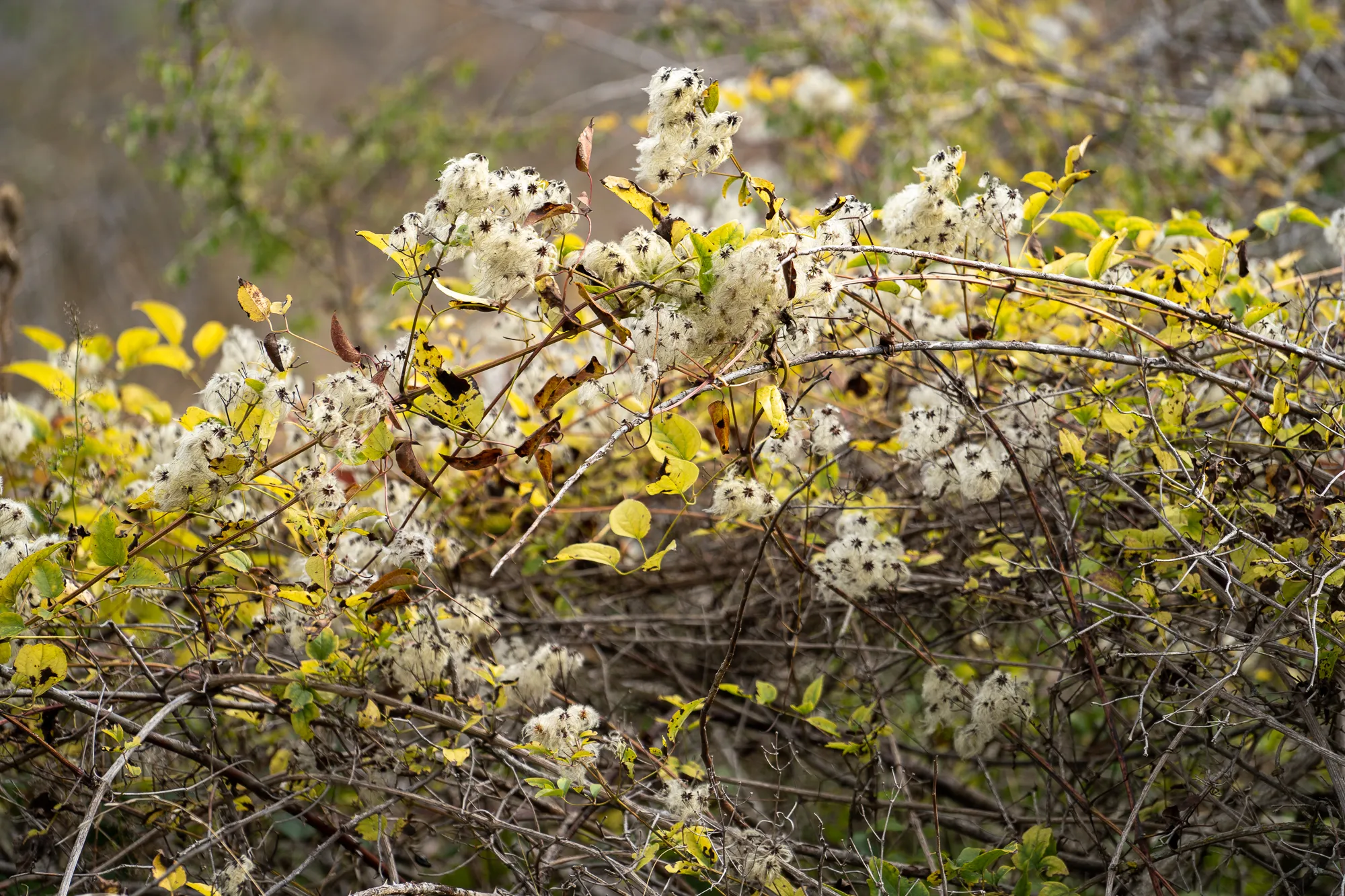 herbststrauch mit weißen blüten und gelben blättern