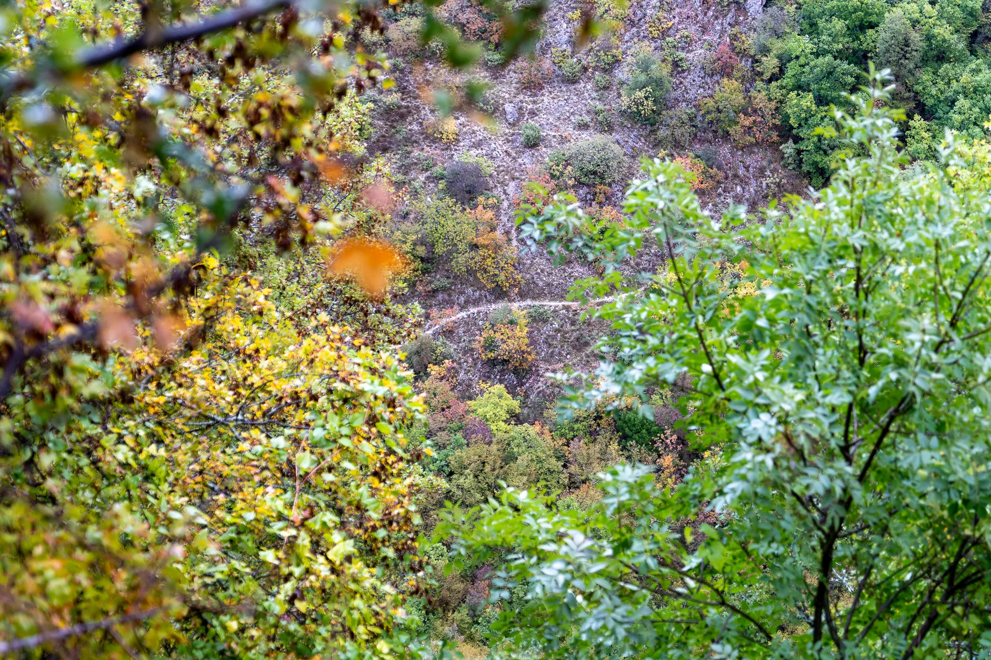 Herbstwald in Umbrien, Bäume mit gelb-grünen Blättern, Blick auf bewaldeten Hang