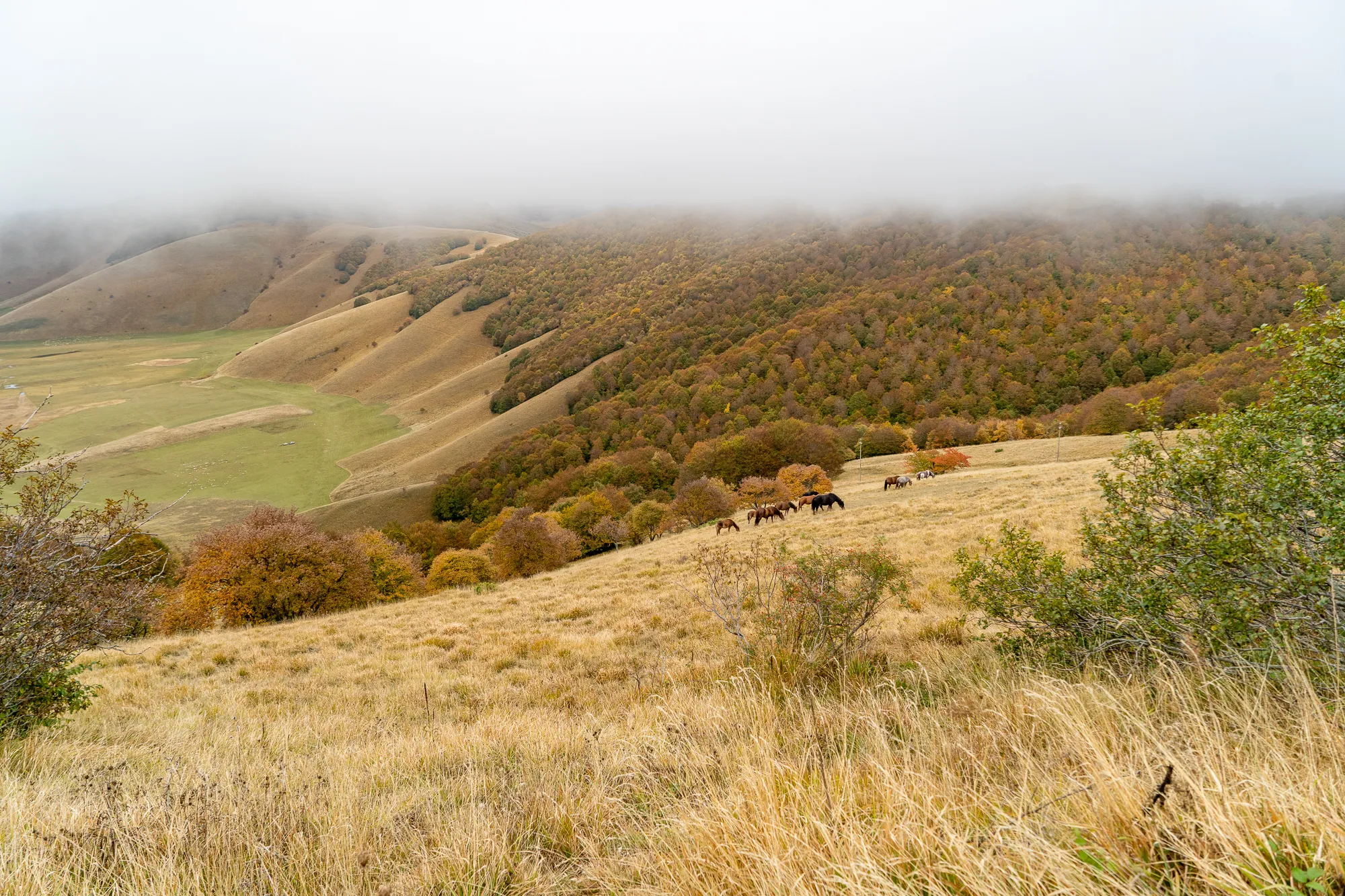 herde grasen auf hügeliger landschaft im herbstnebel