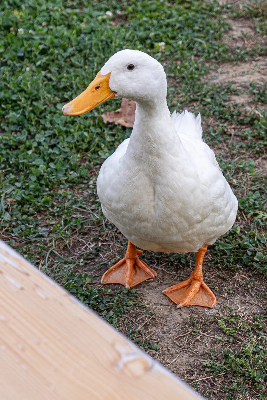 Weiße Ente mit orangefarbenem Schnabel und Füßen auf grünem Gras