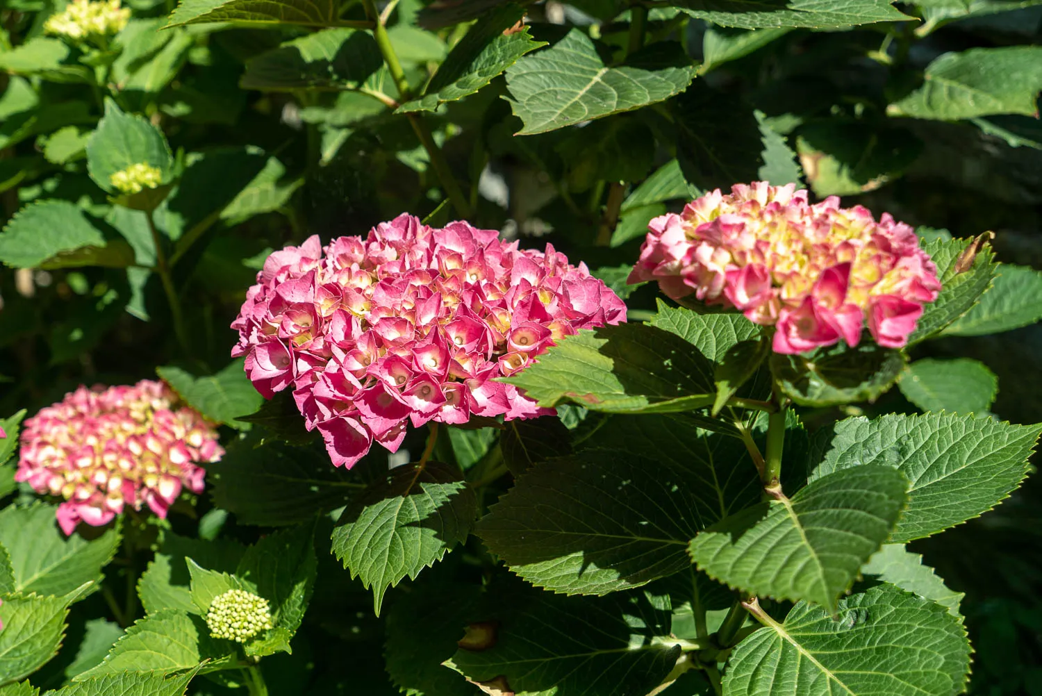 rosa und gelbe hydrangea blüten mit grünen blättern im sonnenlicht
