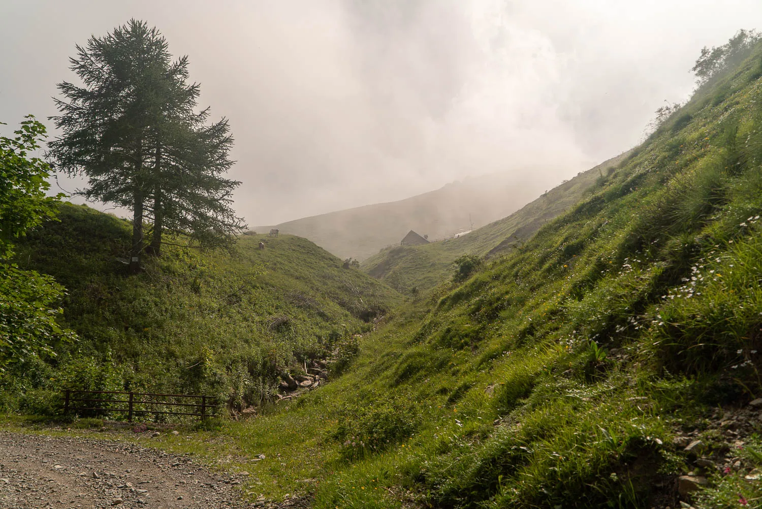 grüne hügel im nebel mit einzelner tanne und holzpfosten