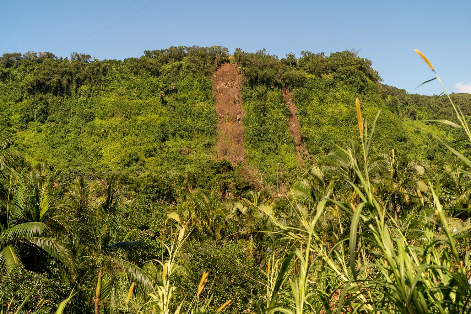 Grüne Hügellandschaft mit Palmen und sichtbarem Erdrutsch.