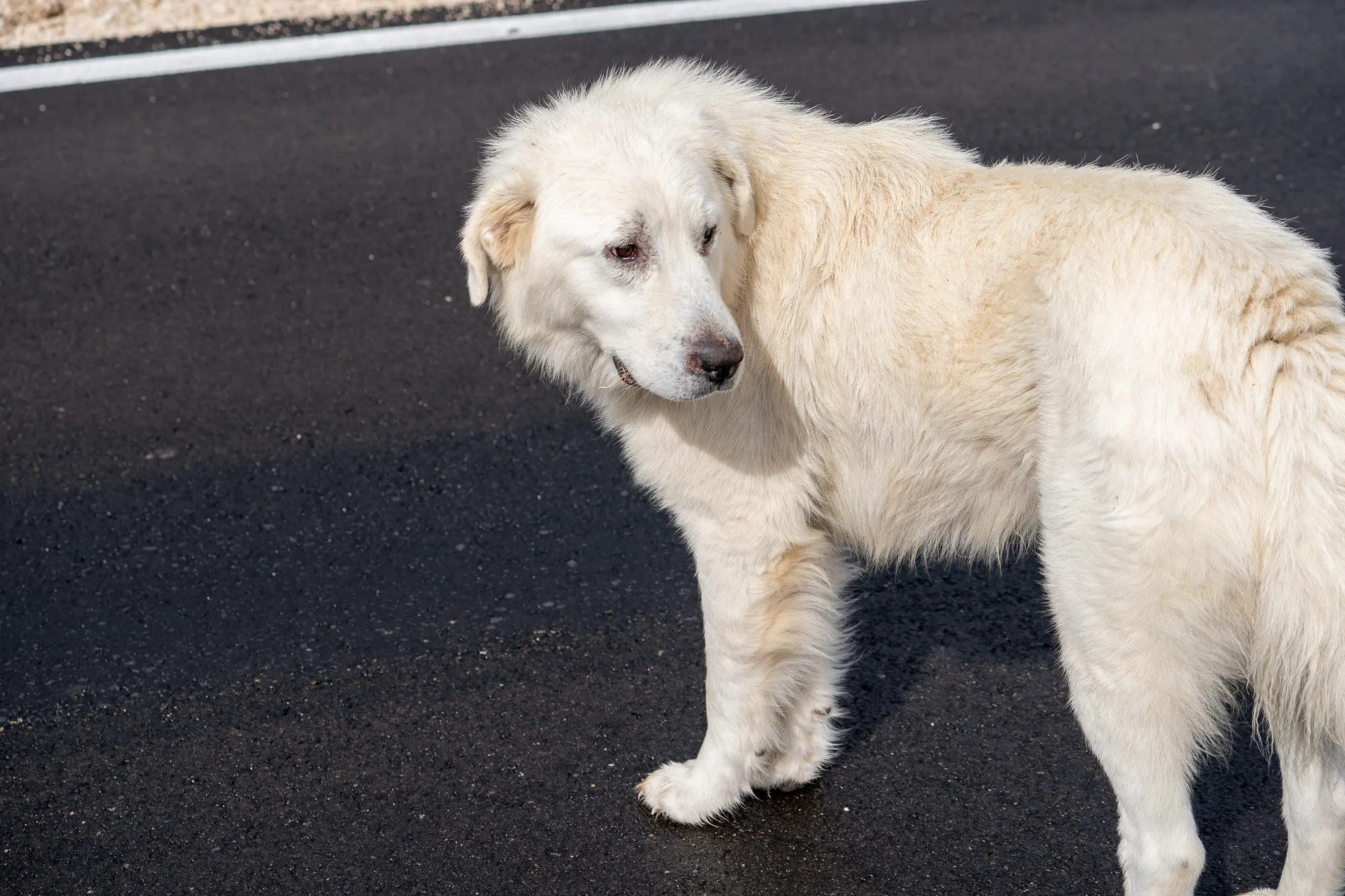 weißer hund steht auf asphaltstraße im sonnenlicht