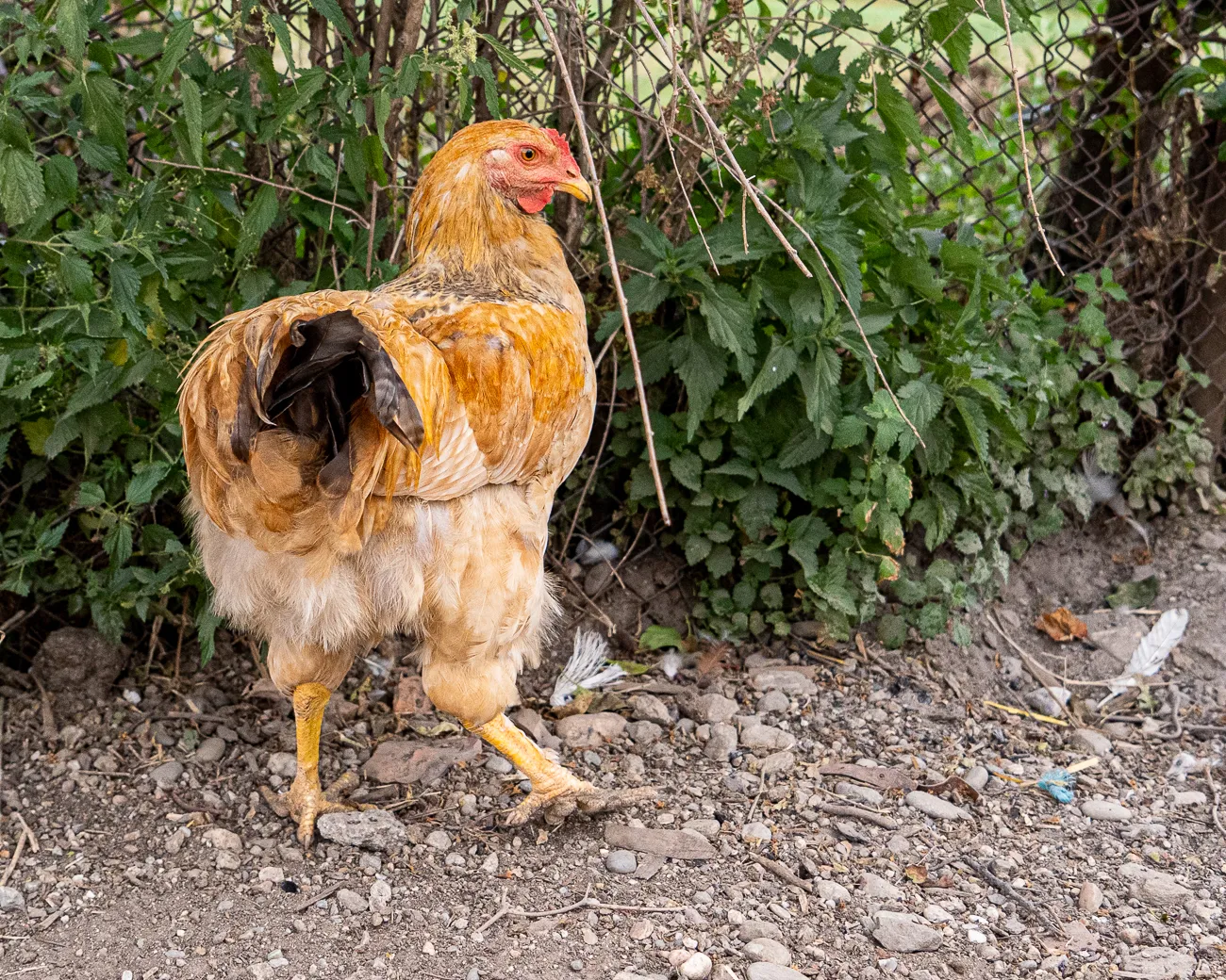 Huhn mit braunem Gefieder steht auf Kiesweg vor grüner Hecke
