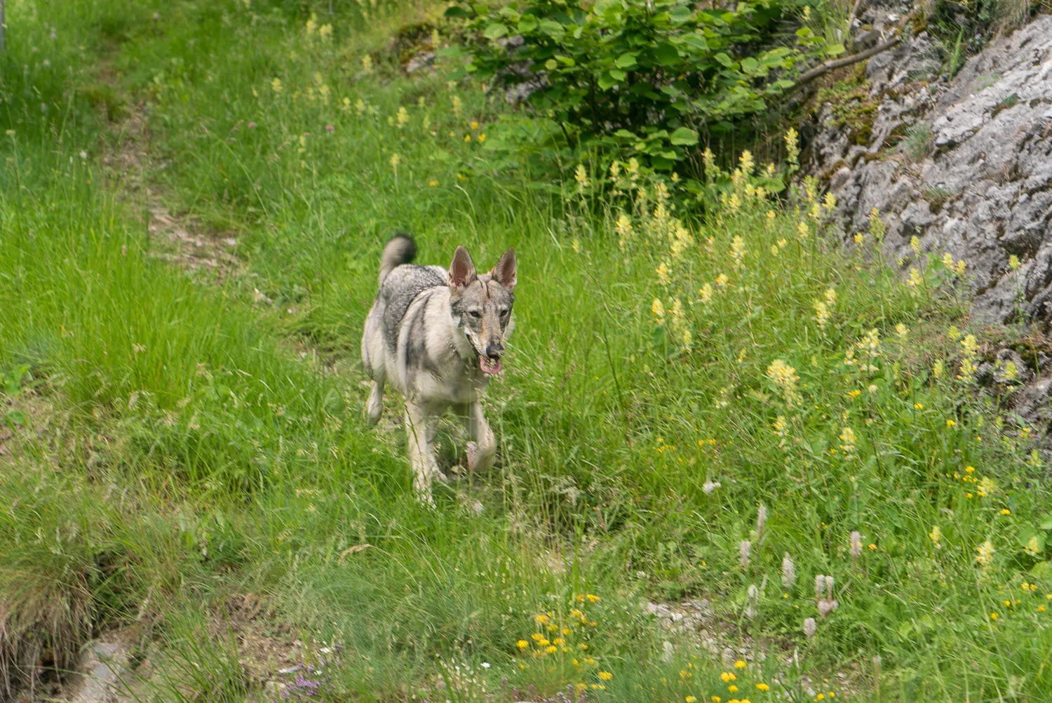 Hund läuft durch grünes Gras mit gelben Blumen