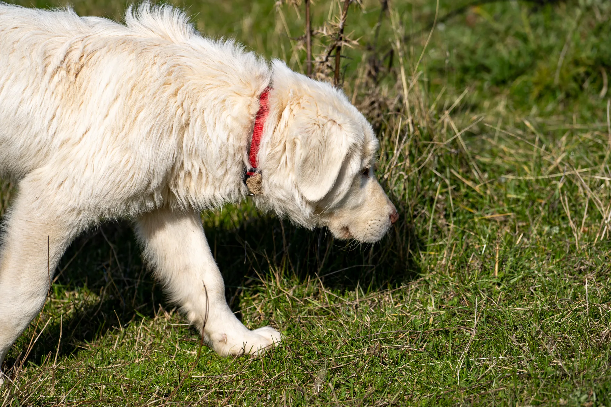 weißer hund mit rotem halsband geht durch grünes gras