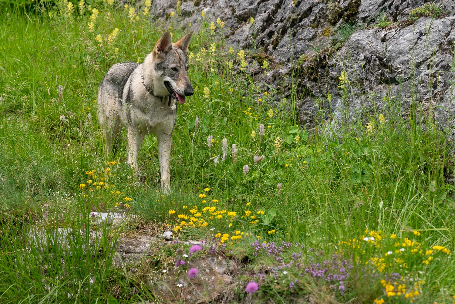 Hund steht im grünen Gras mit Blumen und Felsen im Hintergrund