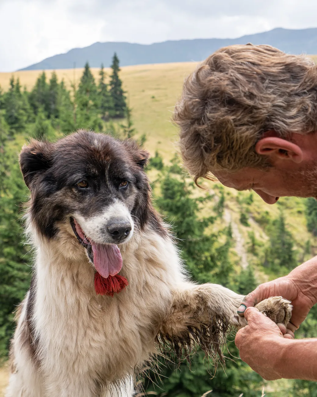 Mann zieht Dorn aus Pfote eines großen Hundes im Wald.