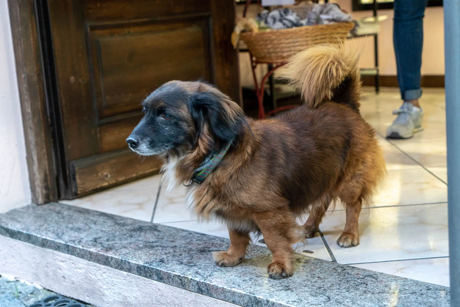 brauner hund mit schwarzer maske steht auf steinerner treppe