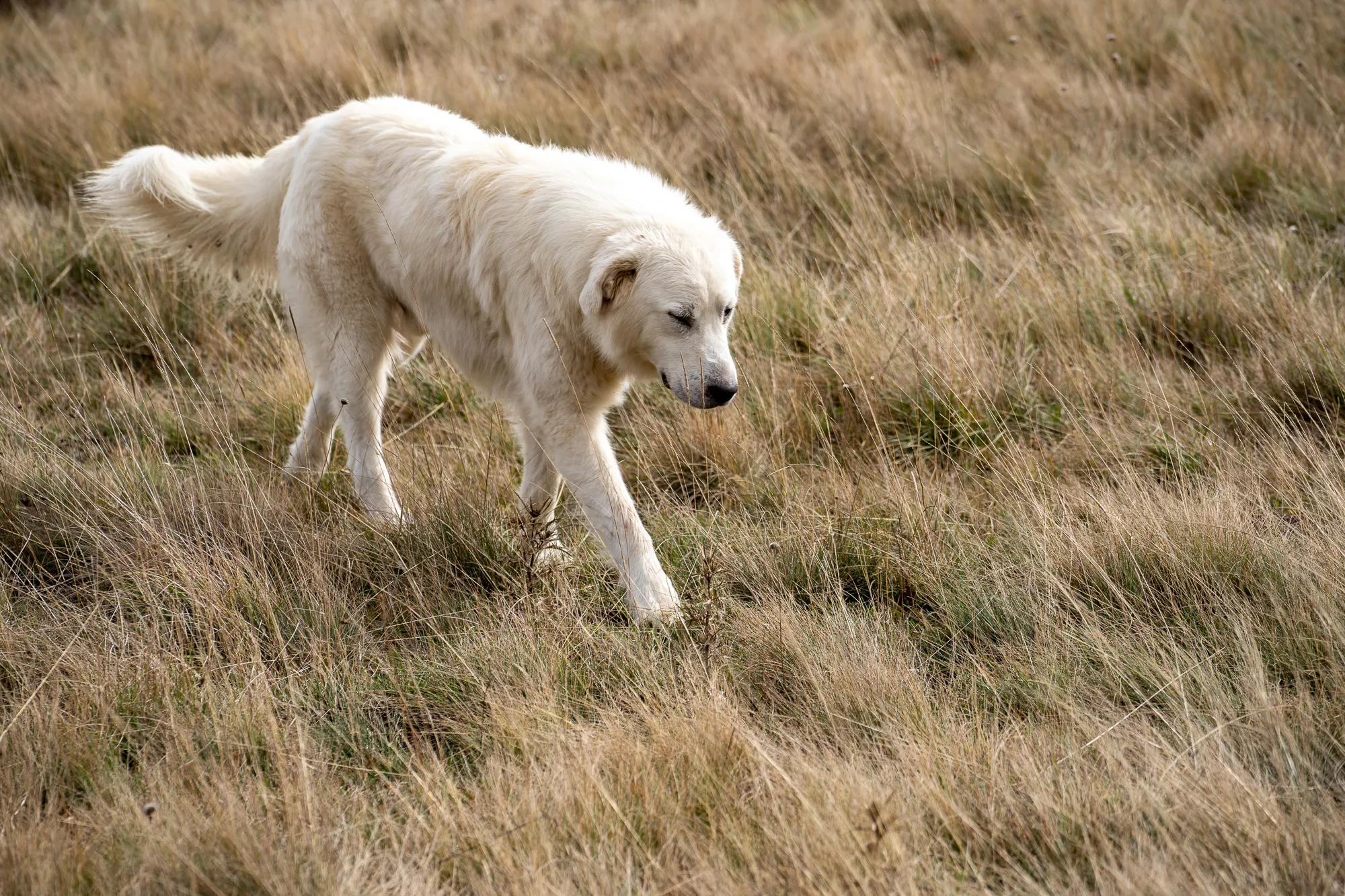 weißer hund geht durch trockenes grasfeld