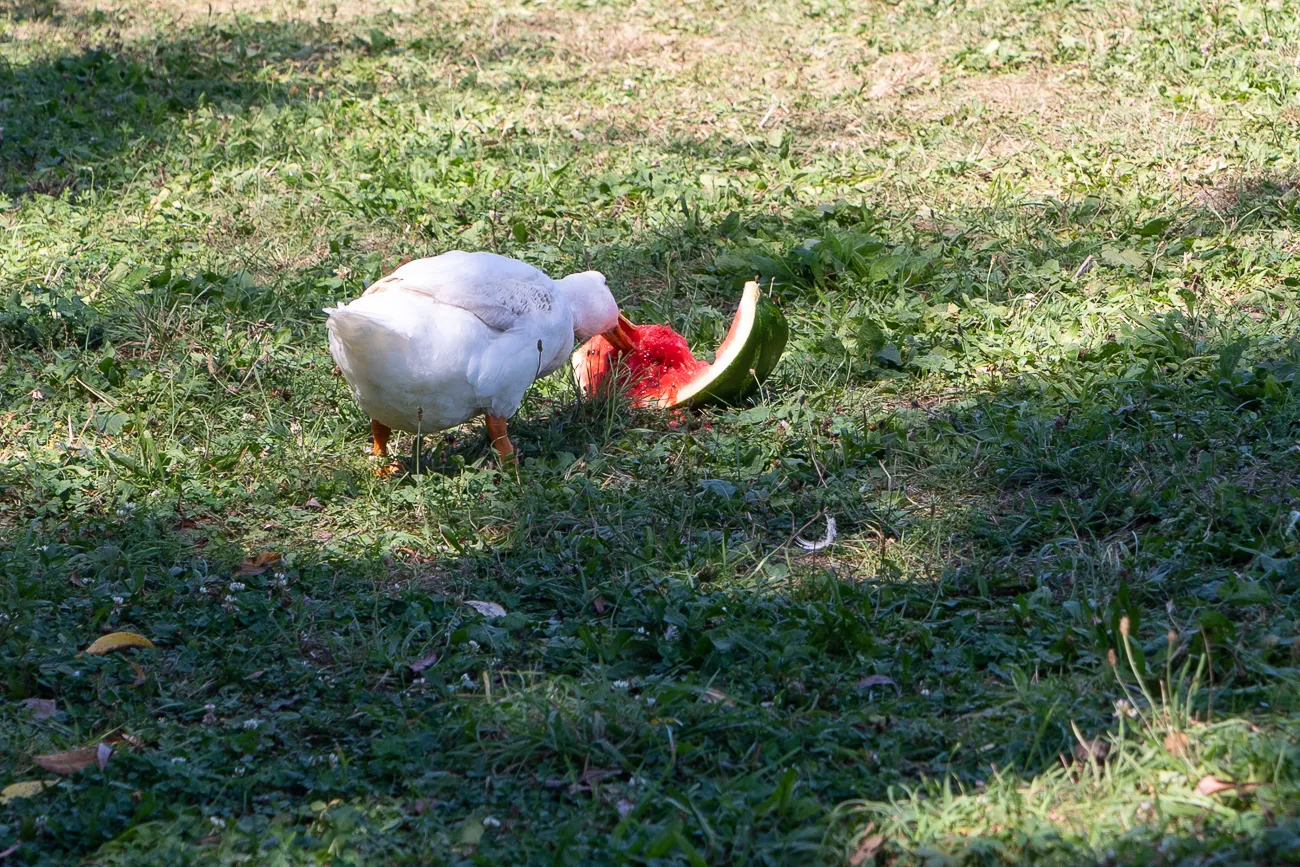 weiße Ente isst Wassermelone auf grünem Rasen