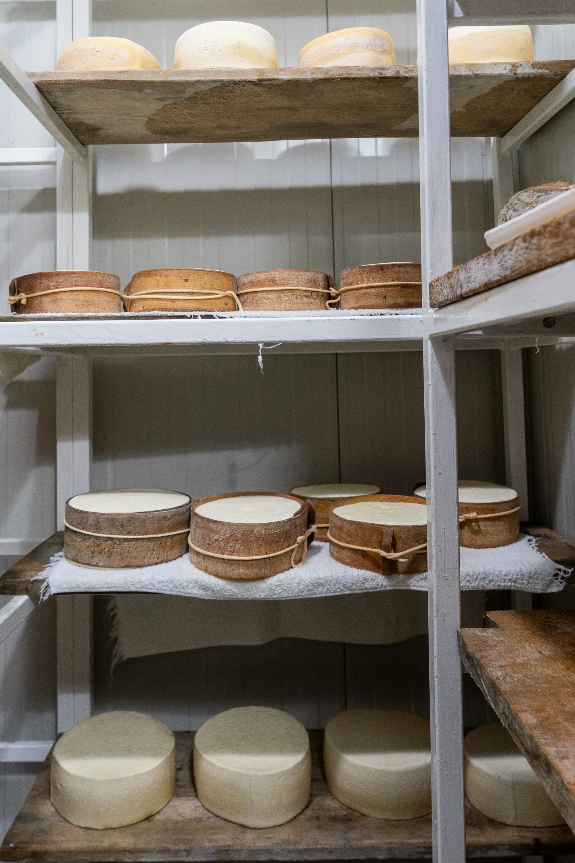 Runde Käse auf Holzregalen in einem Käsehaus