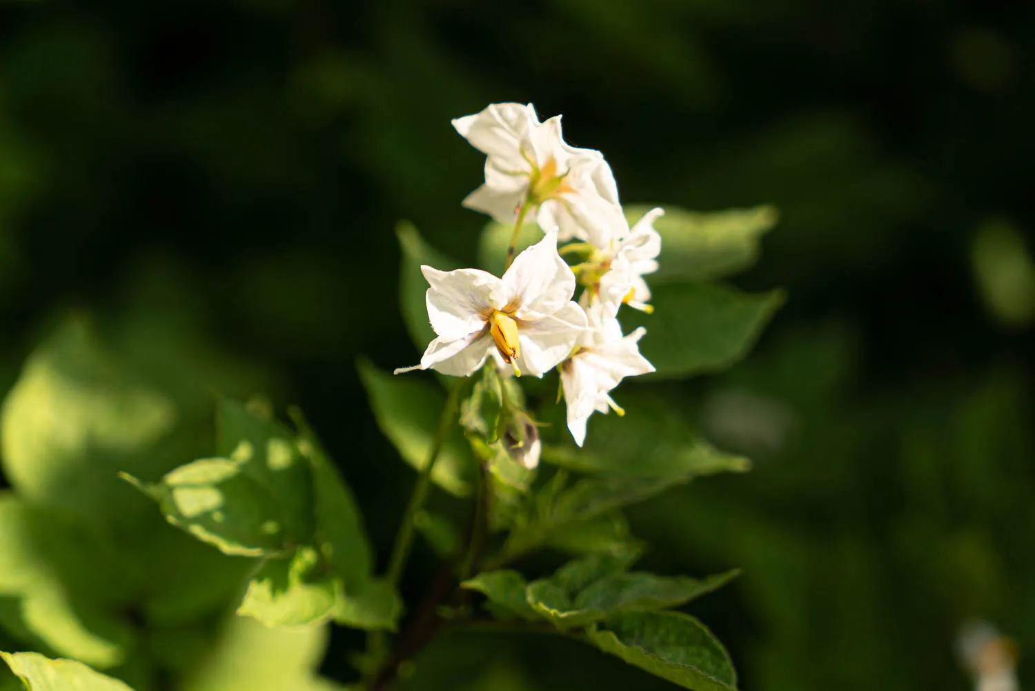 weiße kartoffelblumen mit gelbem zentrum zwischen grünen blättern