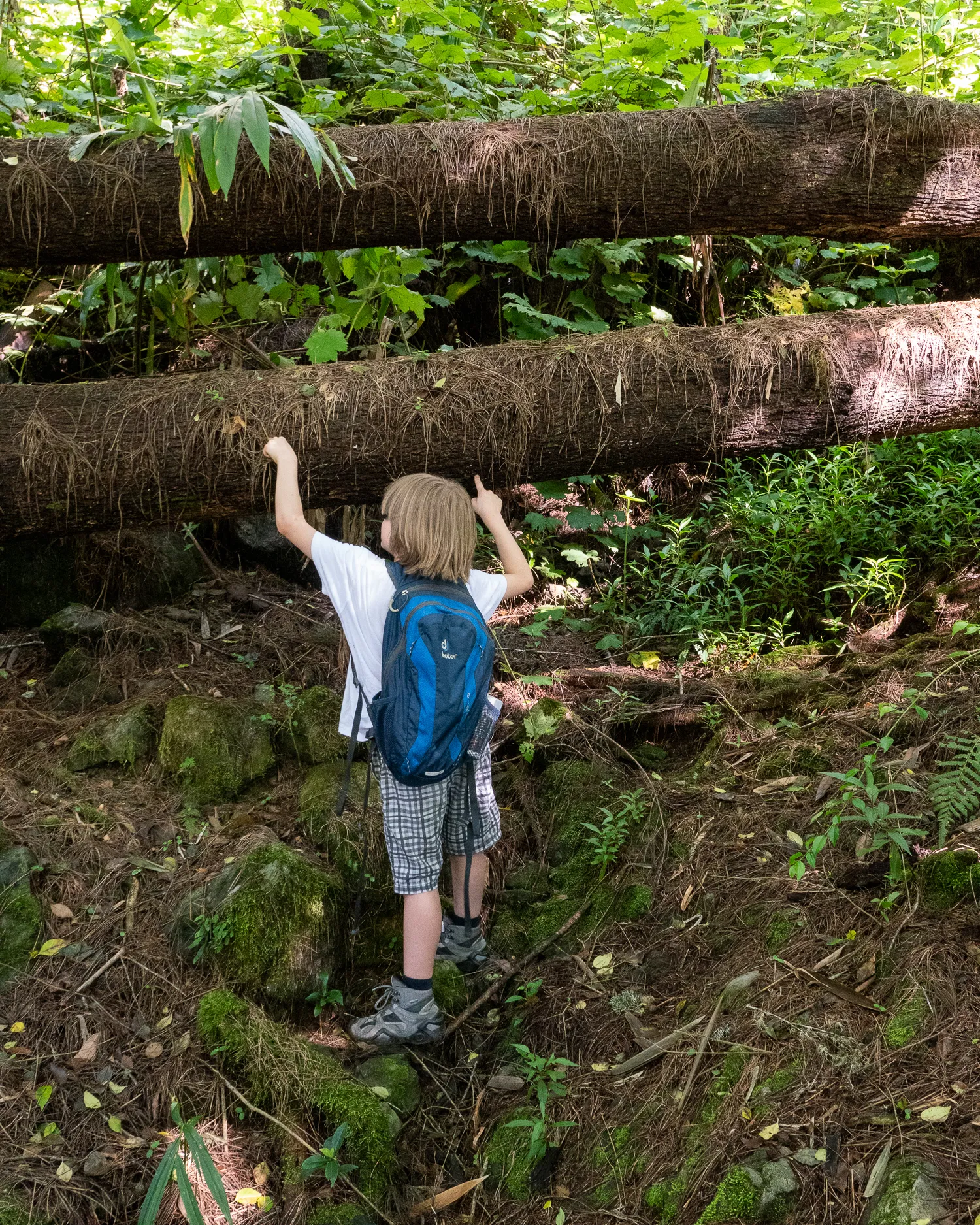 Kind mit Rucksack untersucht umgestürzte Baumstämme im Wald.