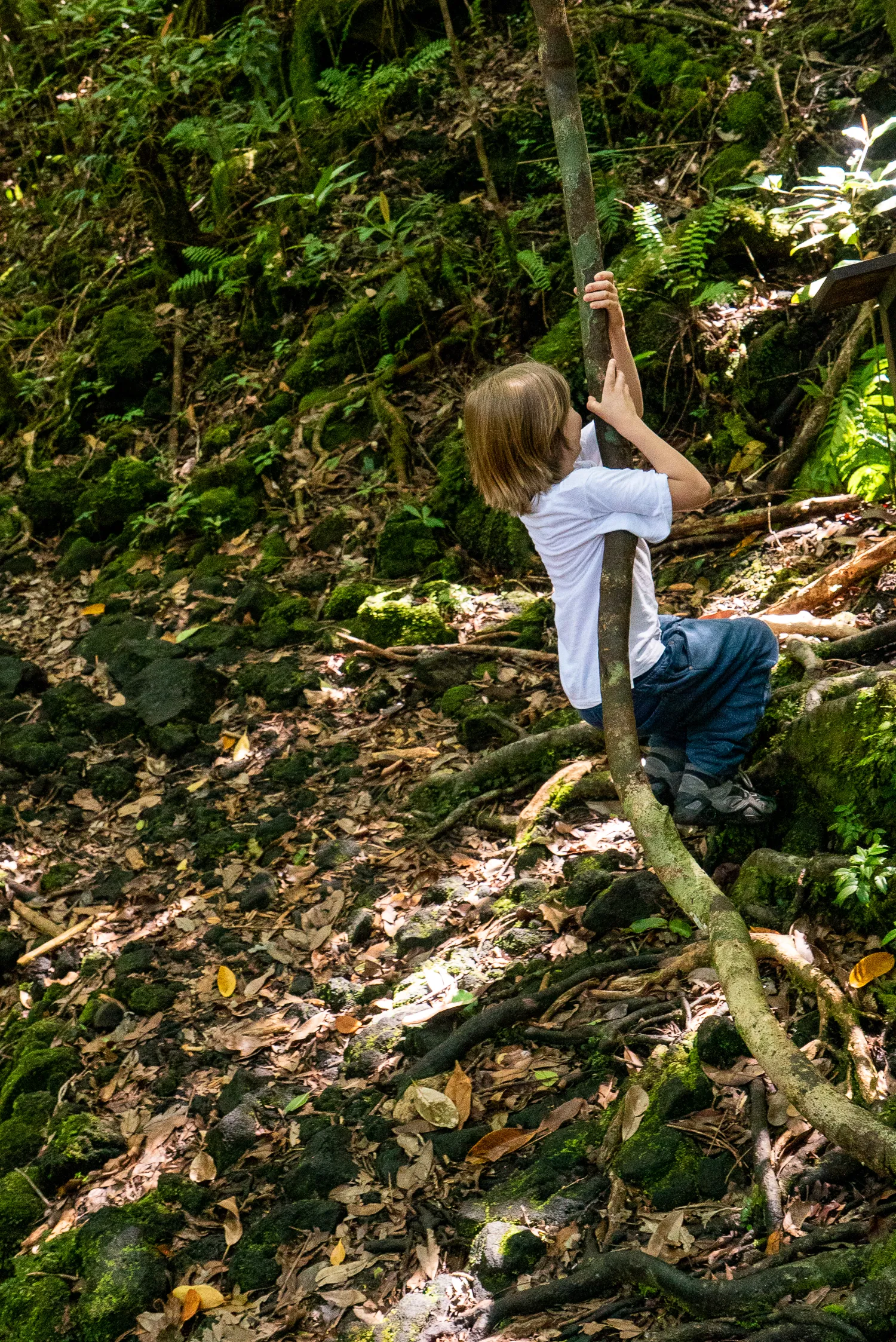 Kind klettert im Wald an einem Baumstamm.