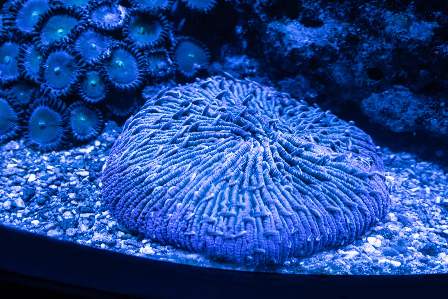 blauer korallenriff mit anemonen im aquarium