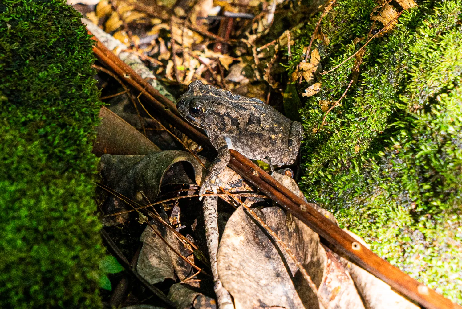 grauer Kröte auf Moos und Laub im Wald