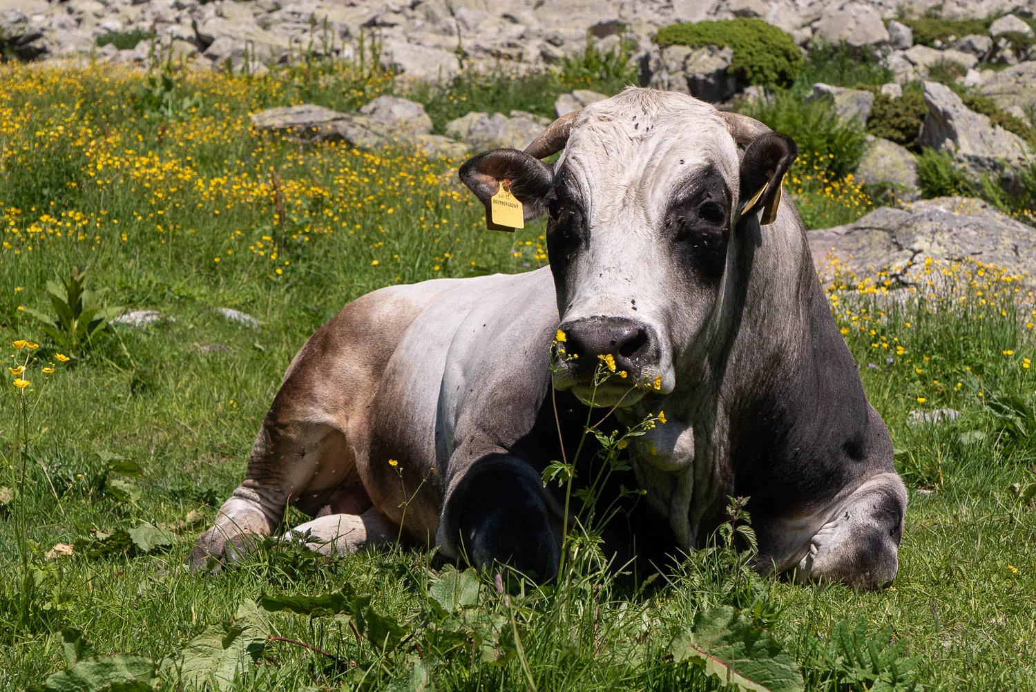 Ruhende Kuh mit gelben Ohrmarken liegt im Gras unter blühenden Gelbblumen.