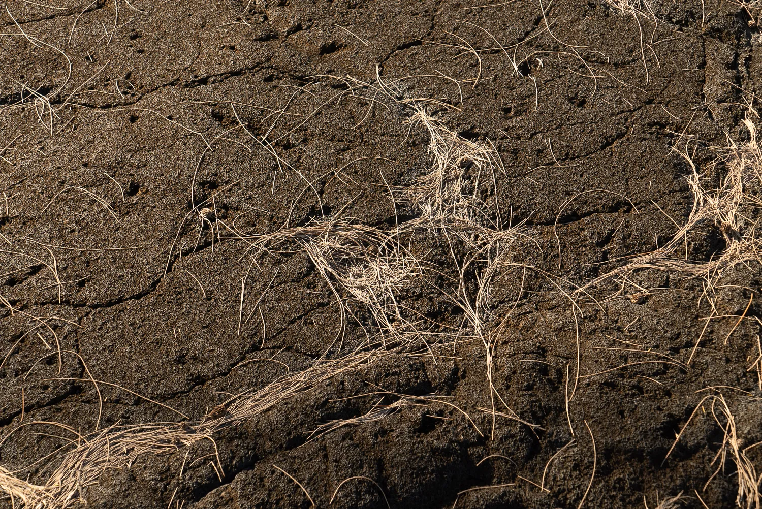 Rissige dunkle Lavaboden mit getrockneten Grashalmen