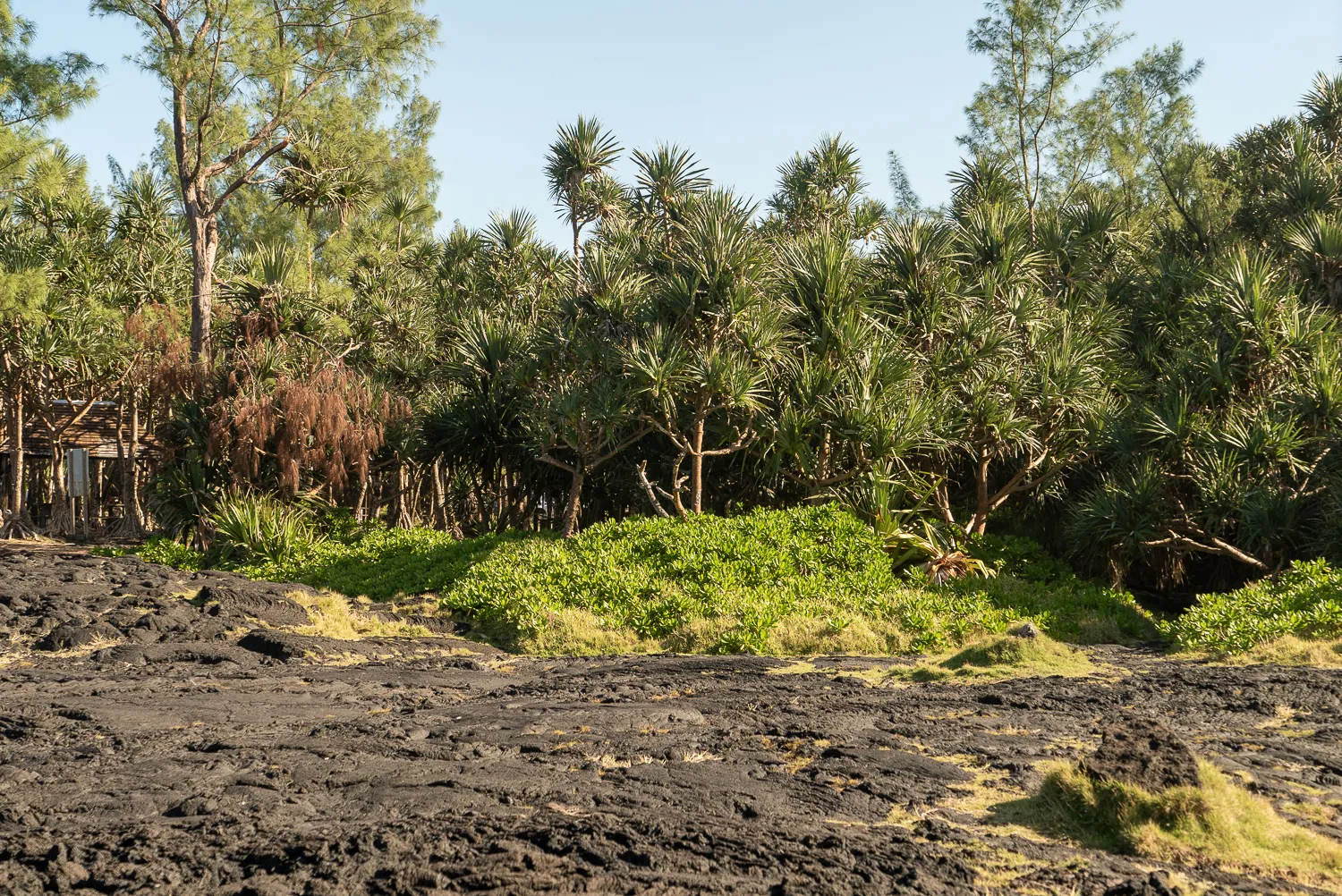 Lavastrom mit grüner Vegetation und Bäumen im Hintergrund