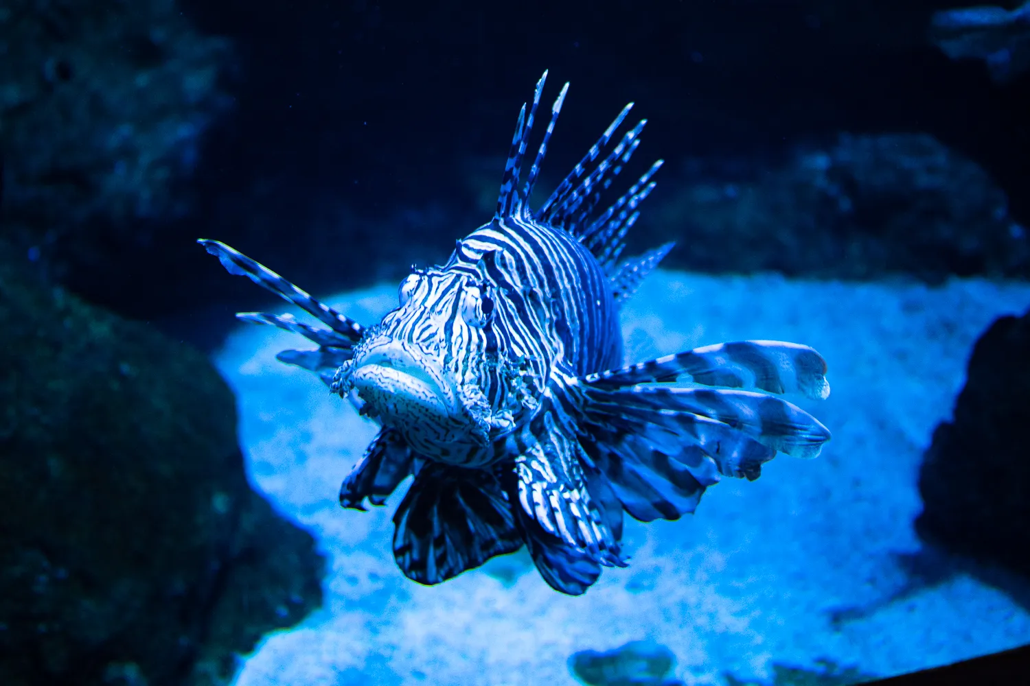 Löwenfisch schwimmt in blauem Aquariumwasser zwischen Felsen