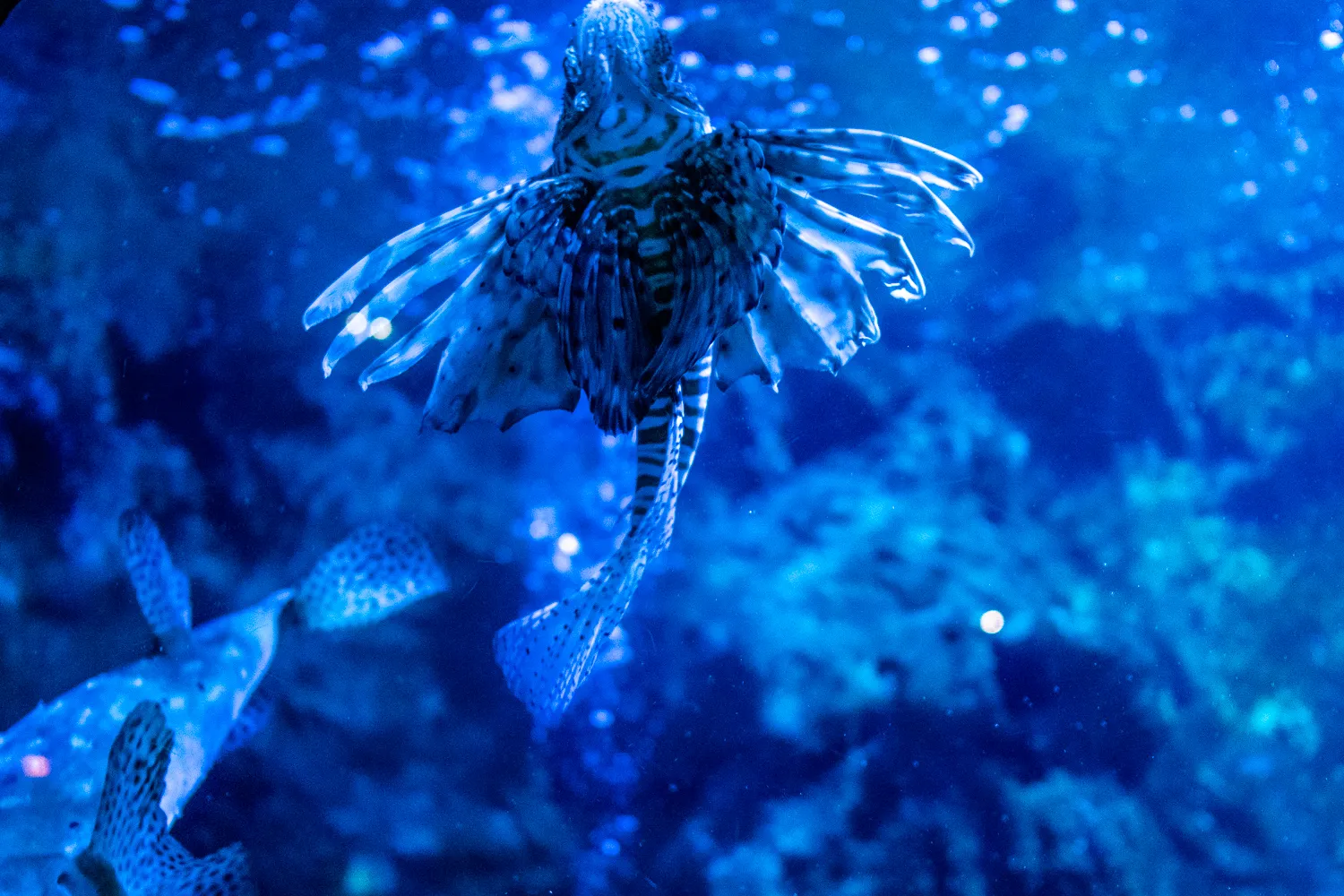 Löwenzahnfisch schwimmt in blauem Wasser, Flossen ausgebreitet