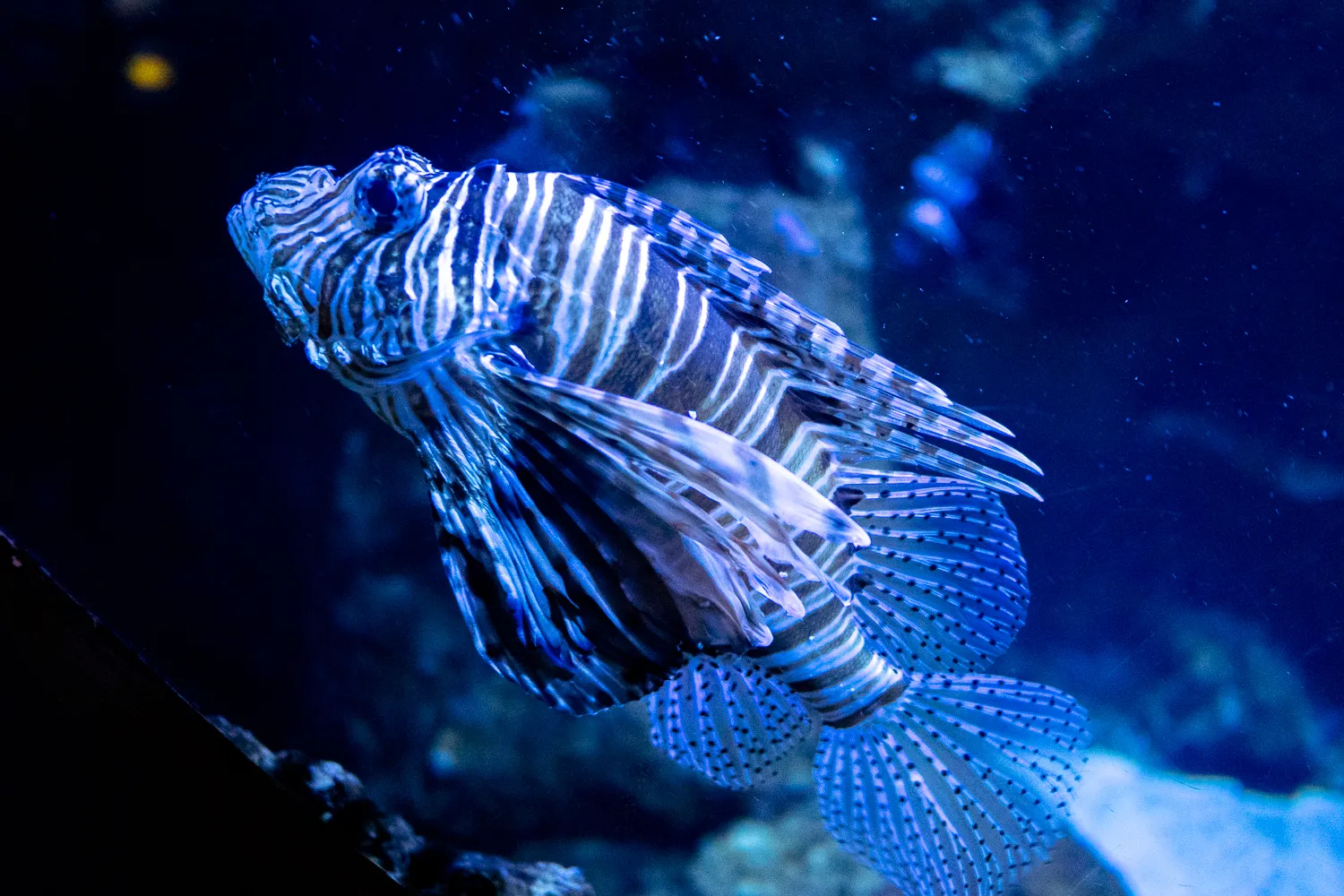 Löwenfisch mit blau-weißen Streifen im Aquarium