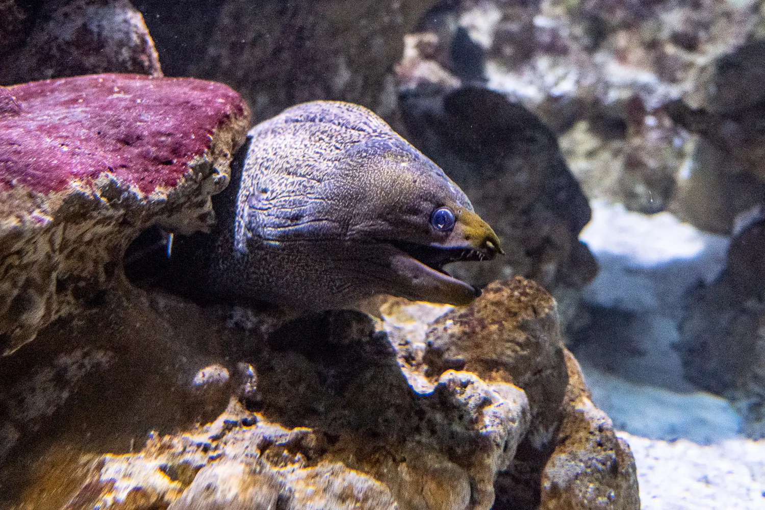 grauer maki mit blauem auge zwischen felsen im wasser