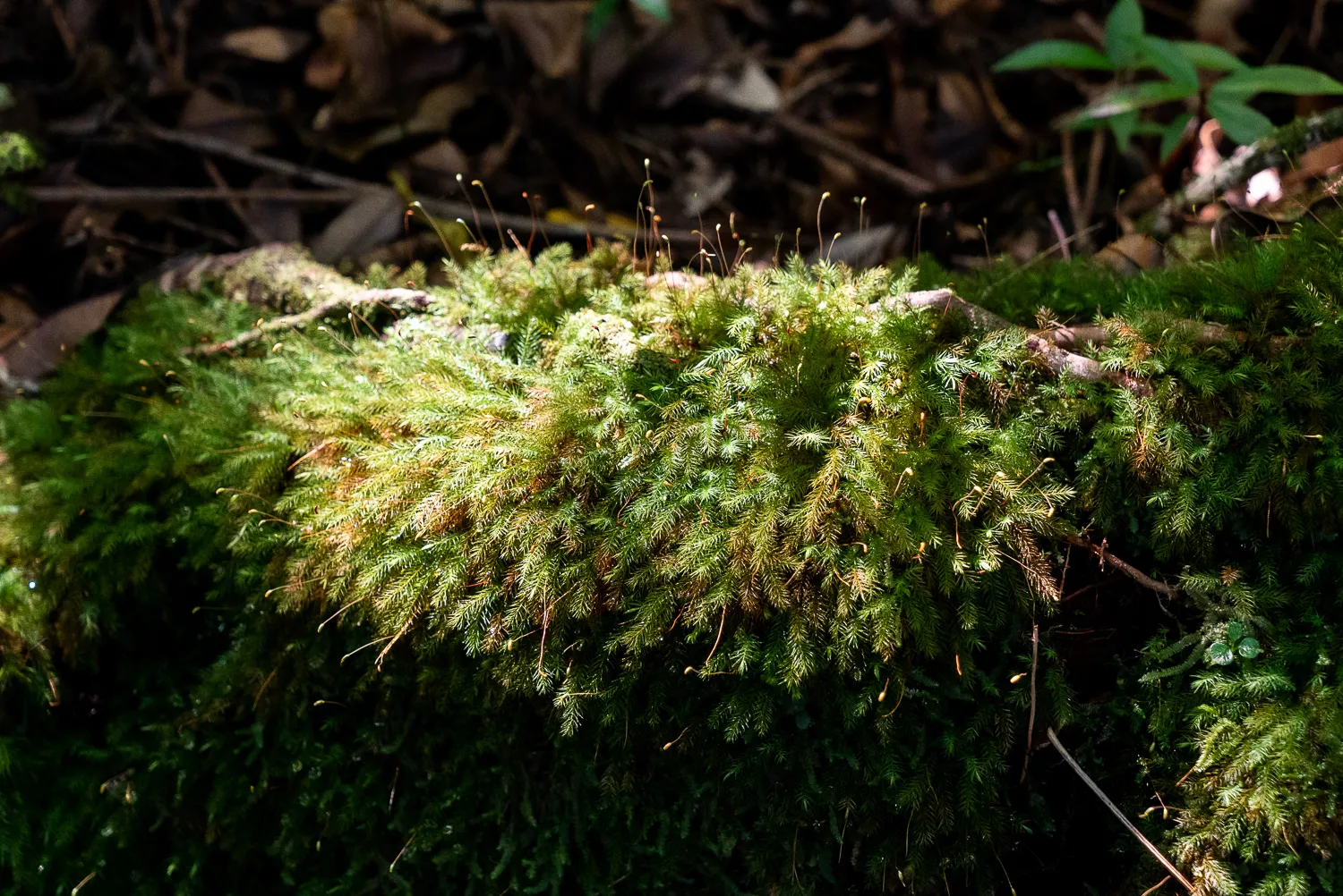Grüner Moosbewuchs auf einem Stein im Wald