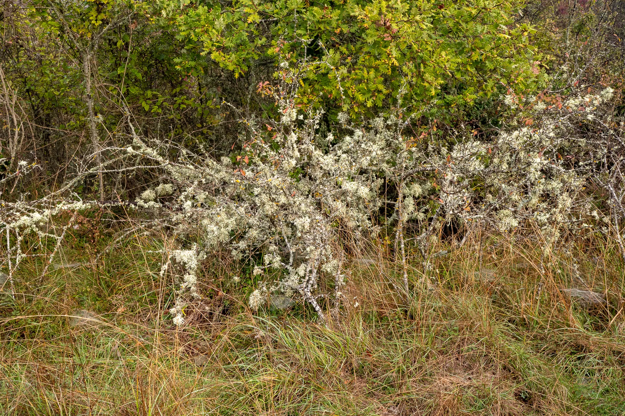 Bäume und Sträucher mit Moos in einem Waldlichtung