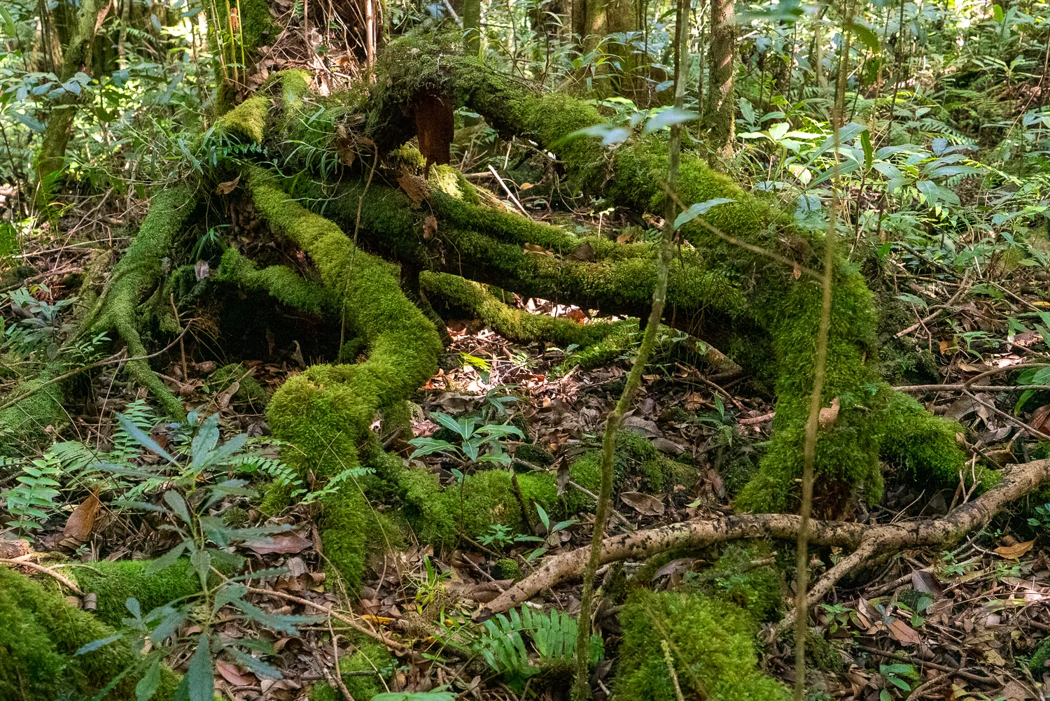 große moosbedeckte Baumwurzeln im dichten Wald