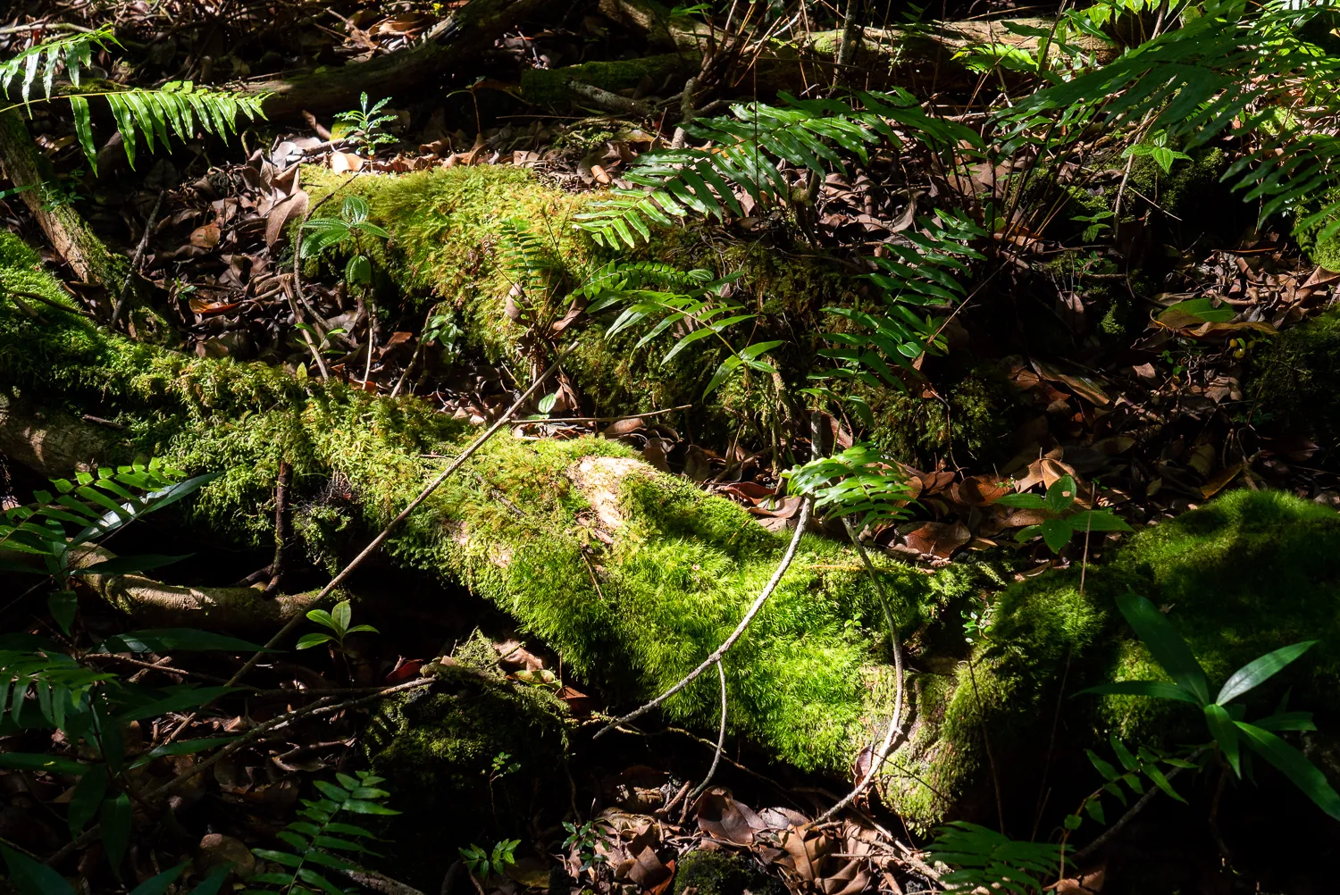 grüner moosbewachsener stamm im dichten wald
