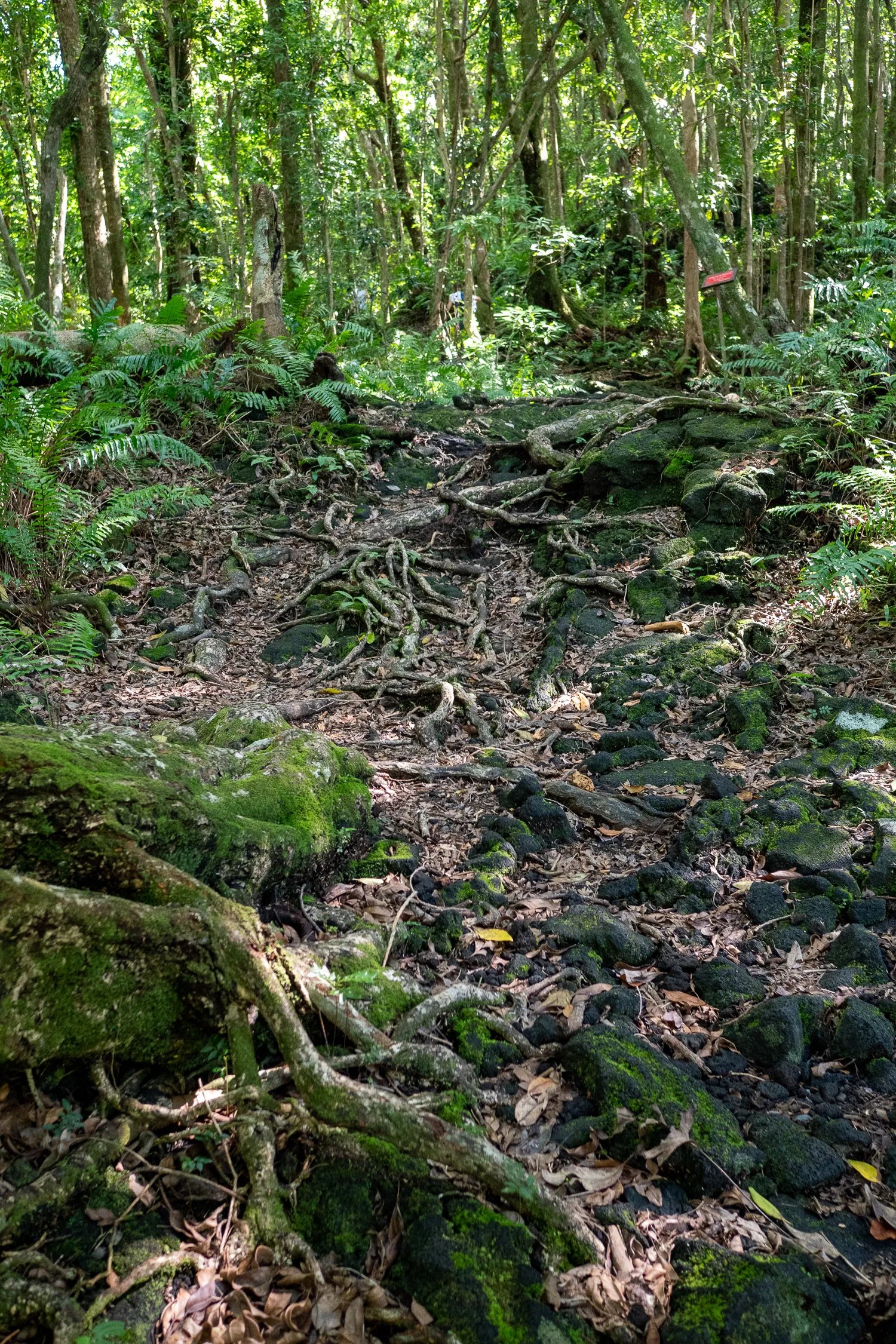 Waldweg mit Moossteinen und Wurzeln unter Bäumen