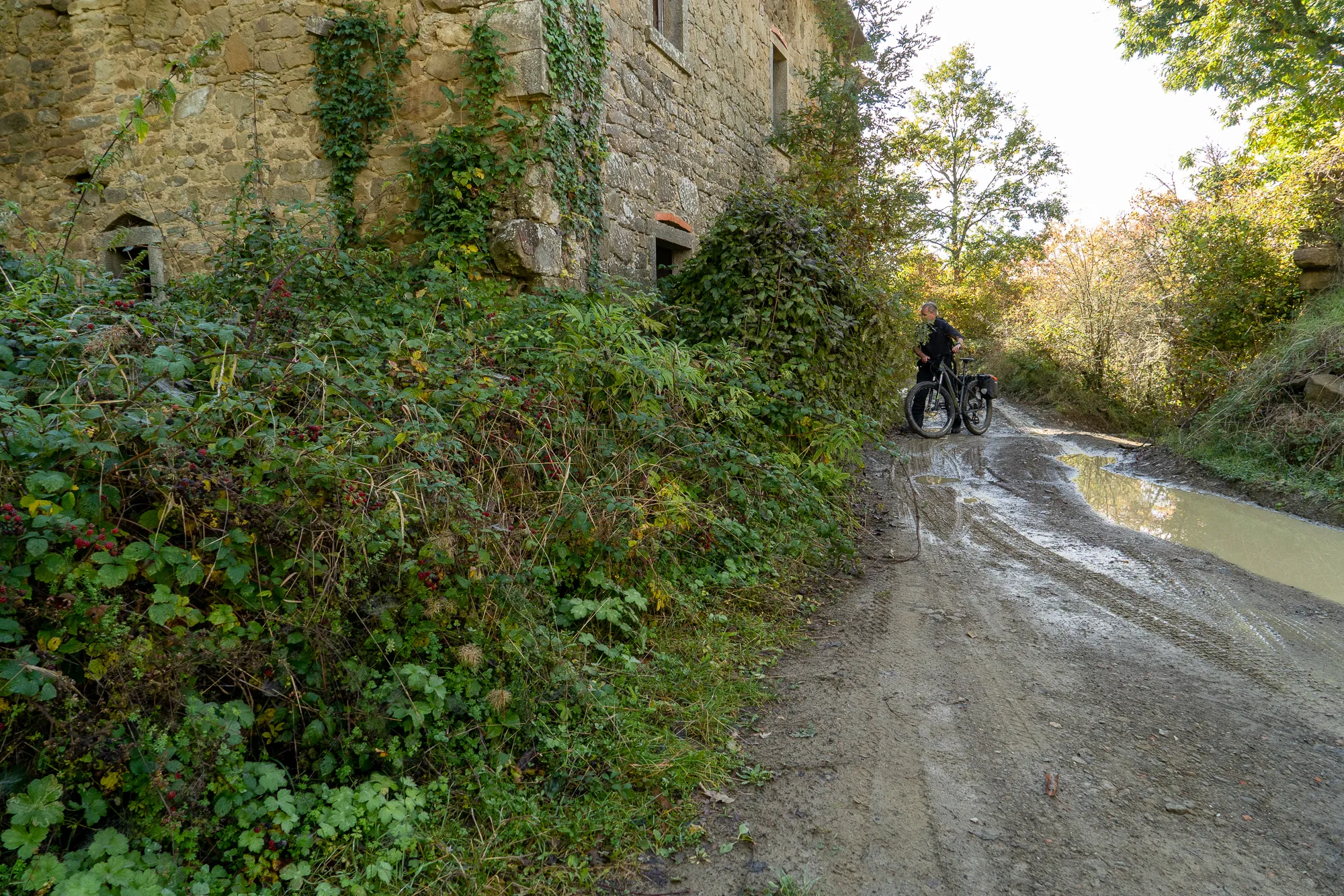 Morgennebel umhüllt eine alte Steinmauer und einen schmalen Weg.