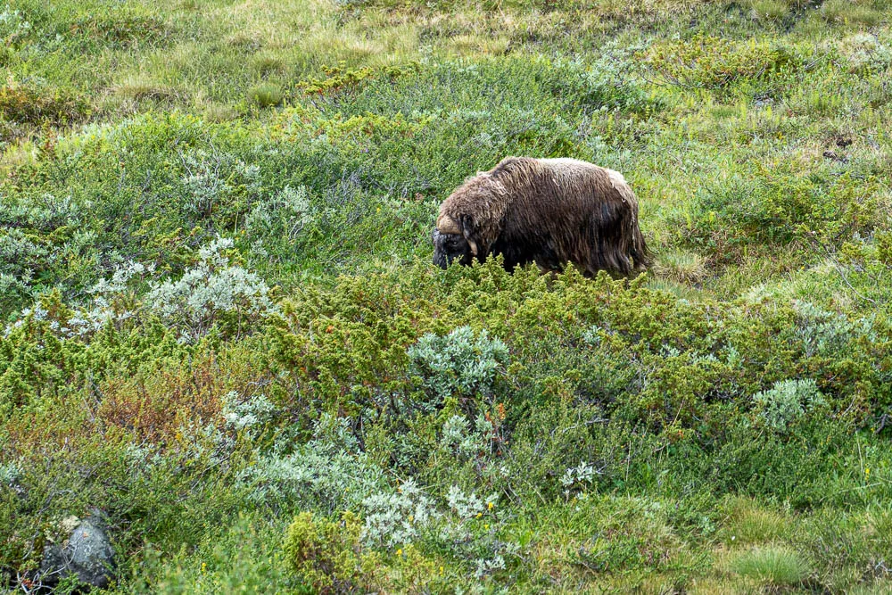 großer moschusochse fressend in grüner heide