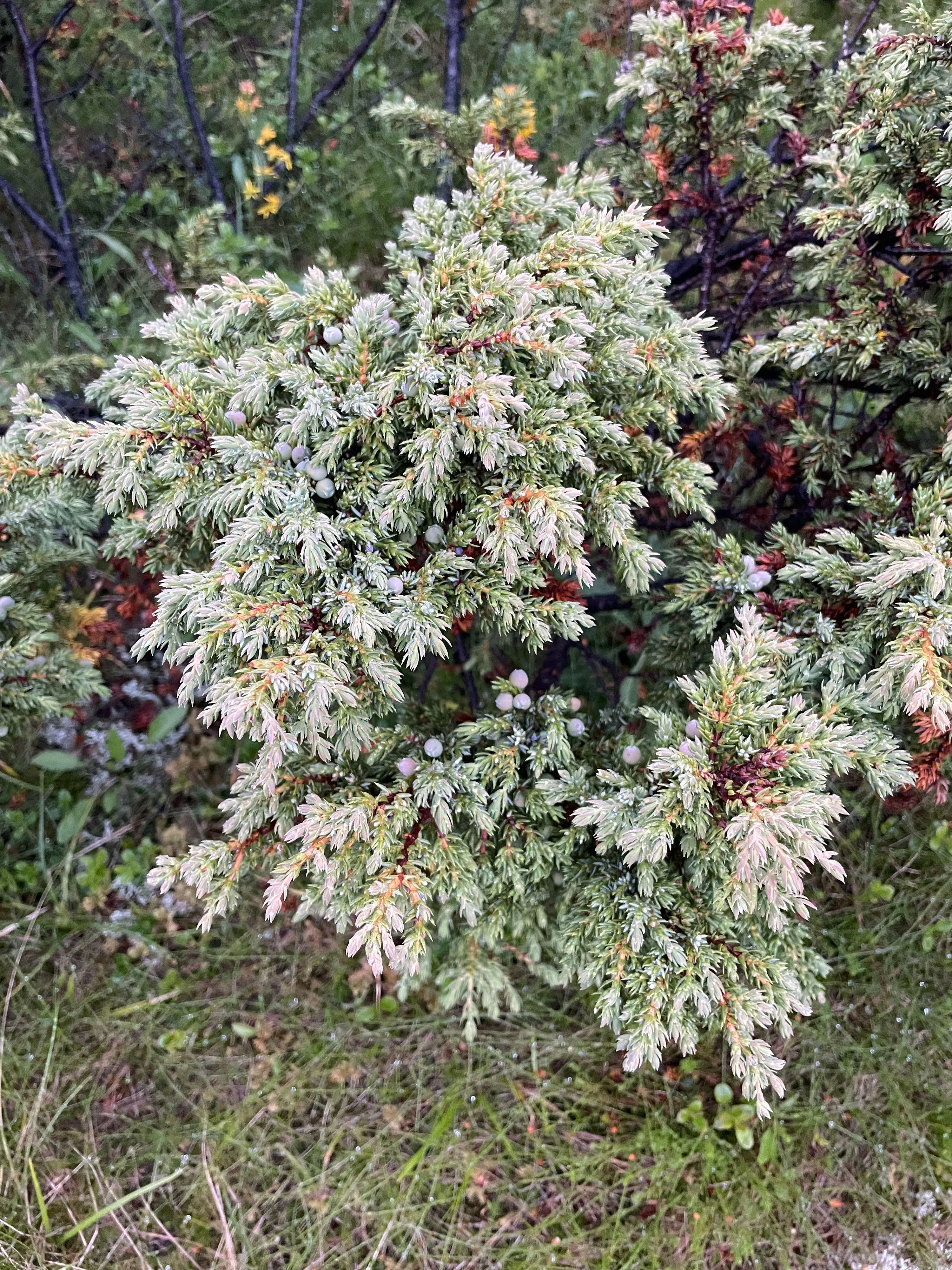 Nadelbaum mit kleinen Beeren und grünem Laub im Wald
