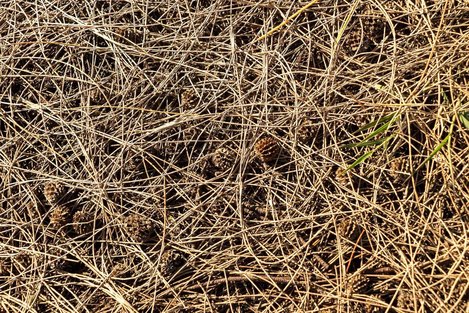 Trockene Nadeln und Kiefernzapfen auf dem Waldboden