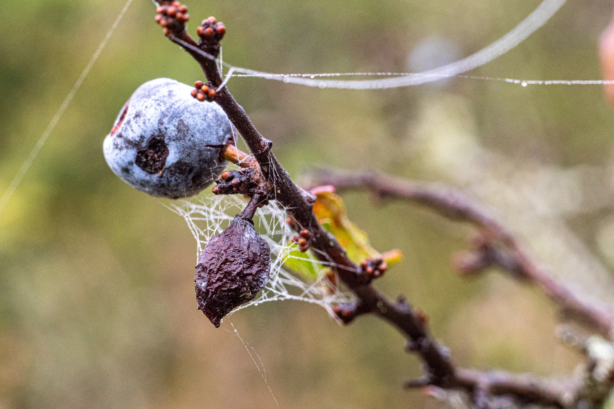 Nebel bedeckt Beeren und Spinnennetz an einem Ast.